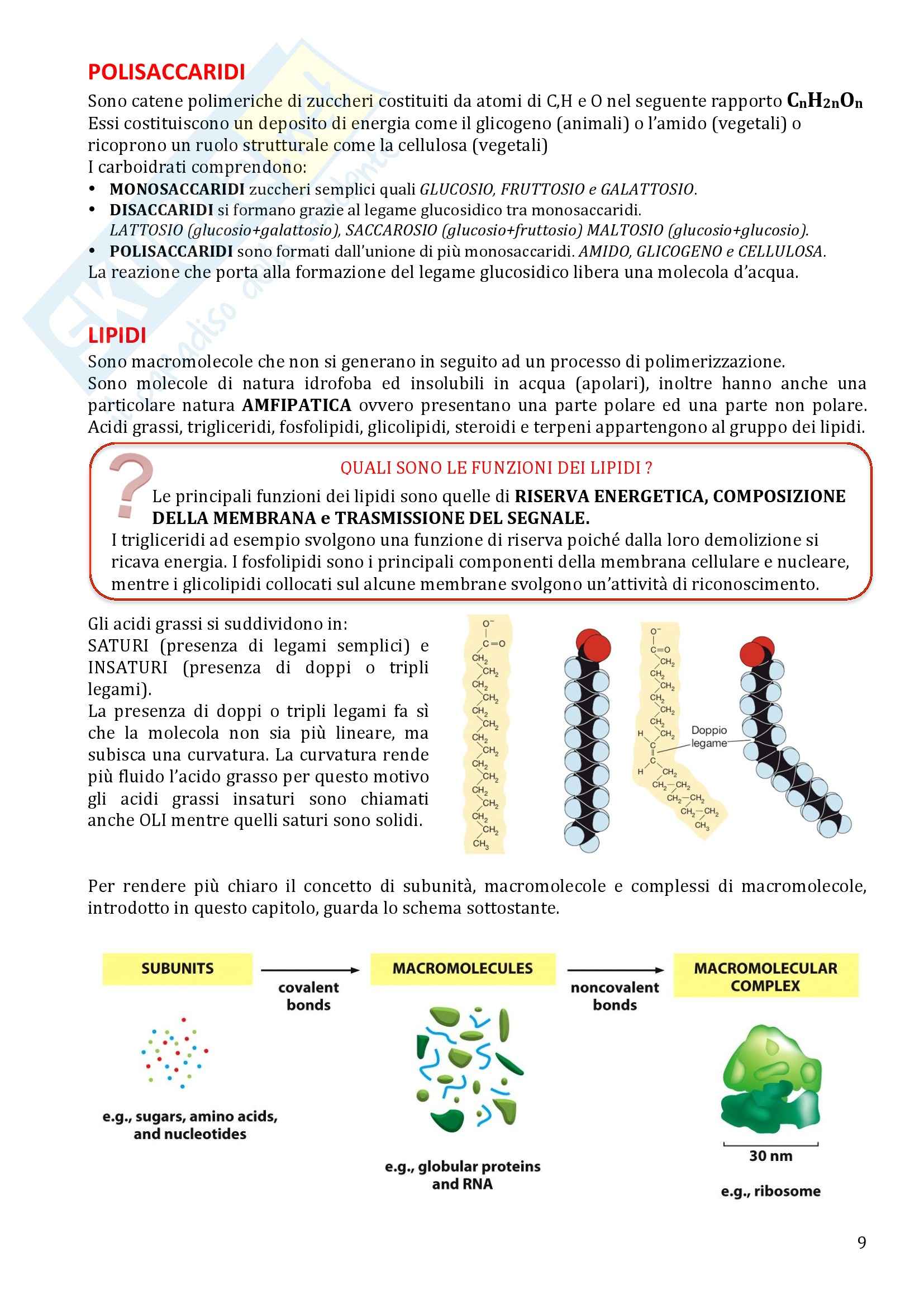 Biologia Animale - Appunti Pag. 6