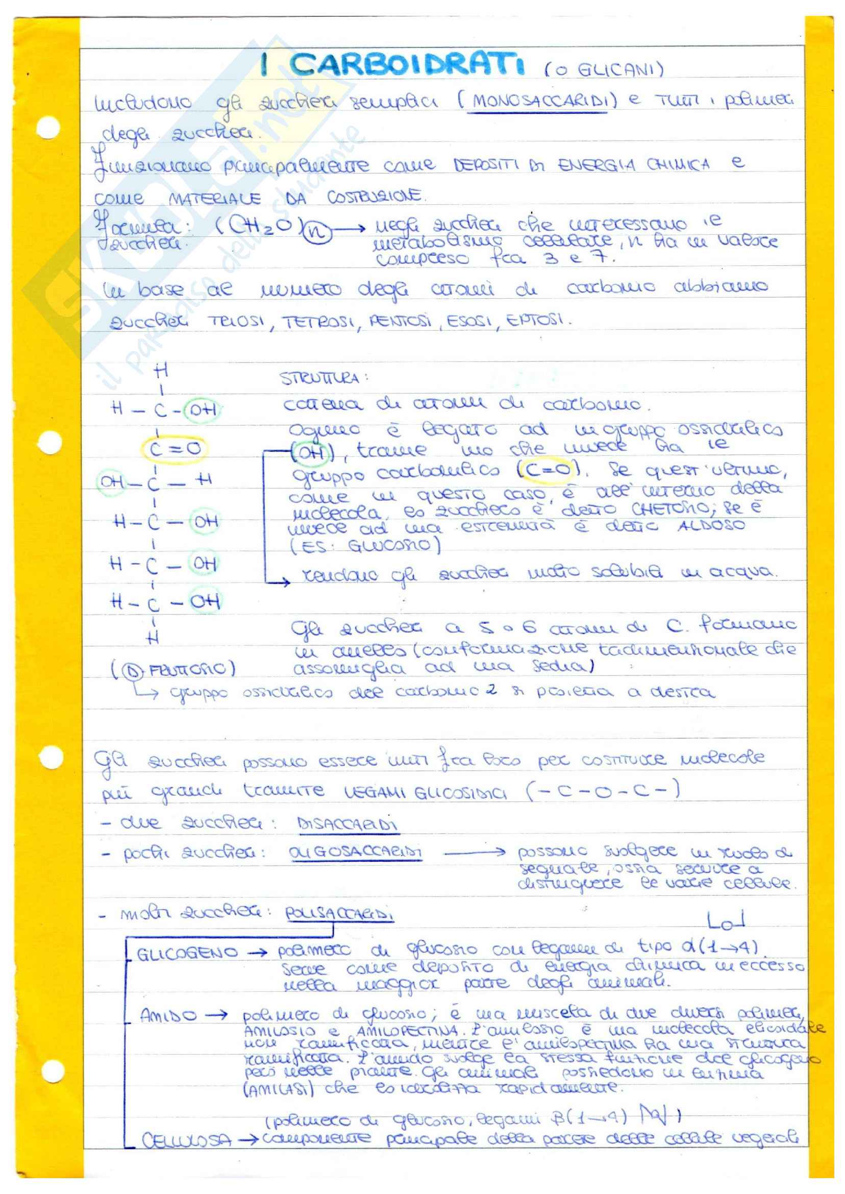 Molecole biologiche - DNA - duplicazione - trascrizione - traduzione Pag. 1