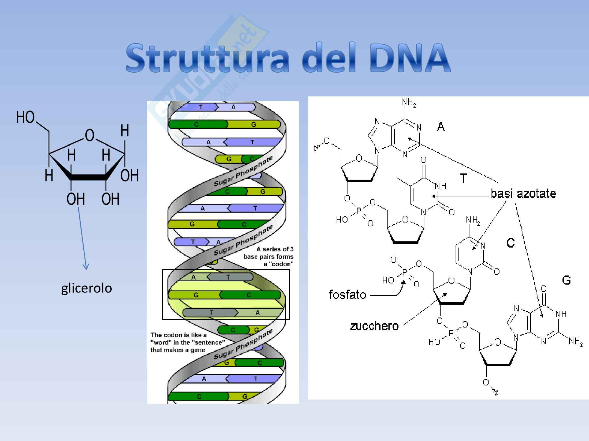 Microbiologia - Parete Cellulare Pag. 2