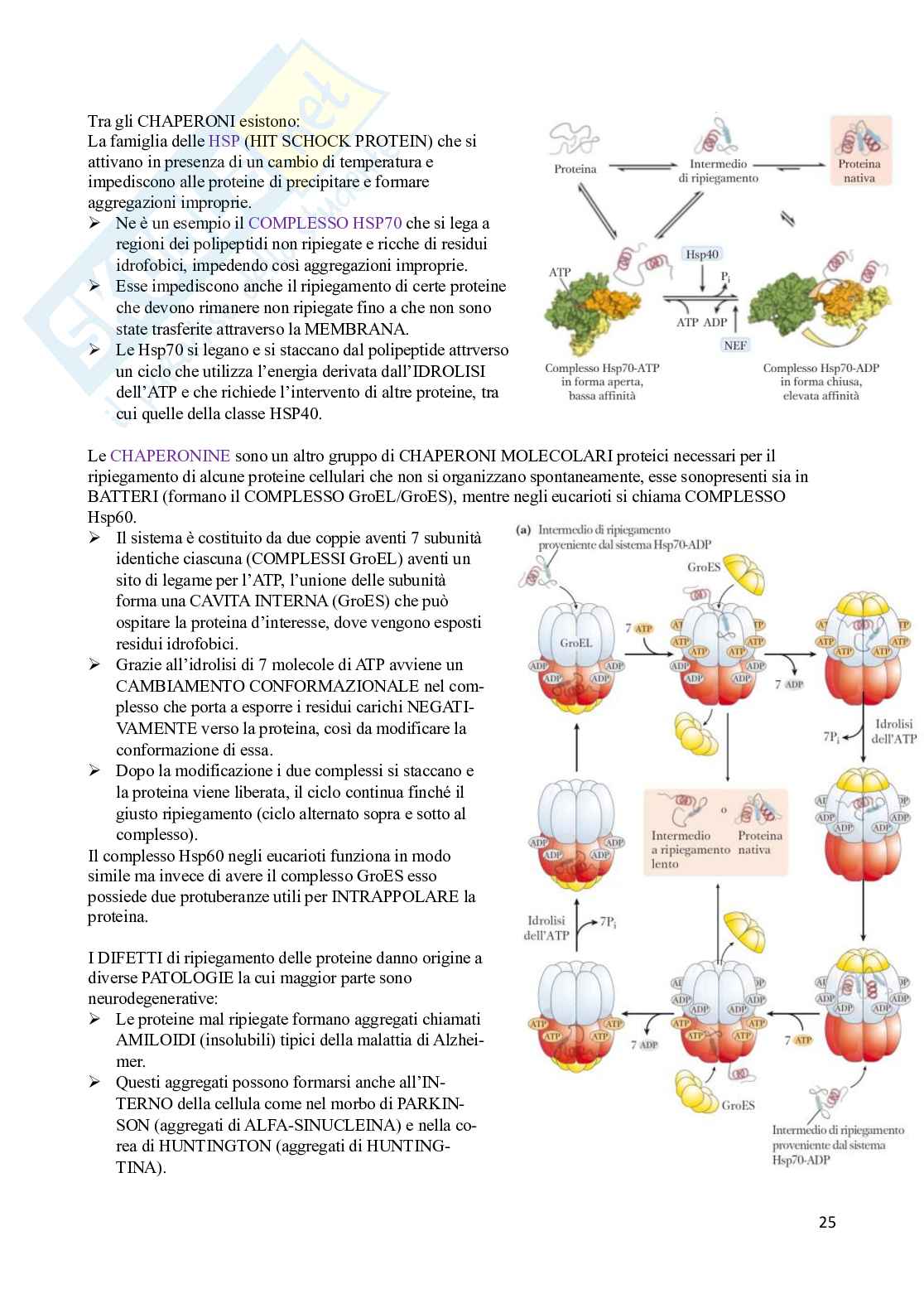Appunti Biochimica - modulo 1 Pag. 26
