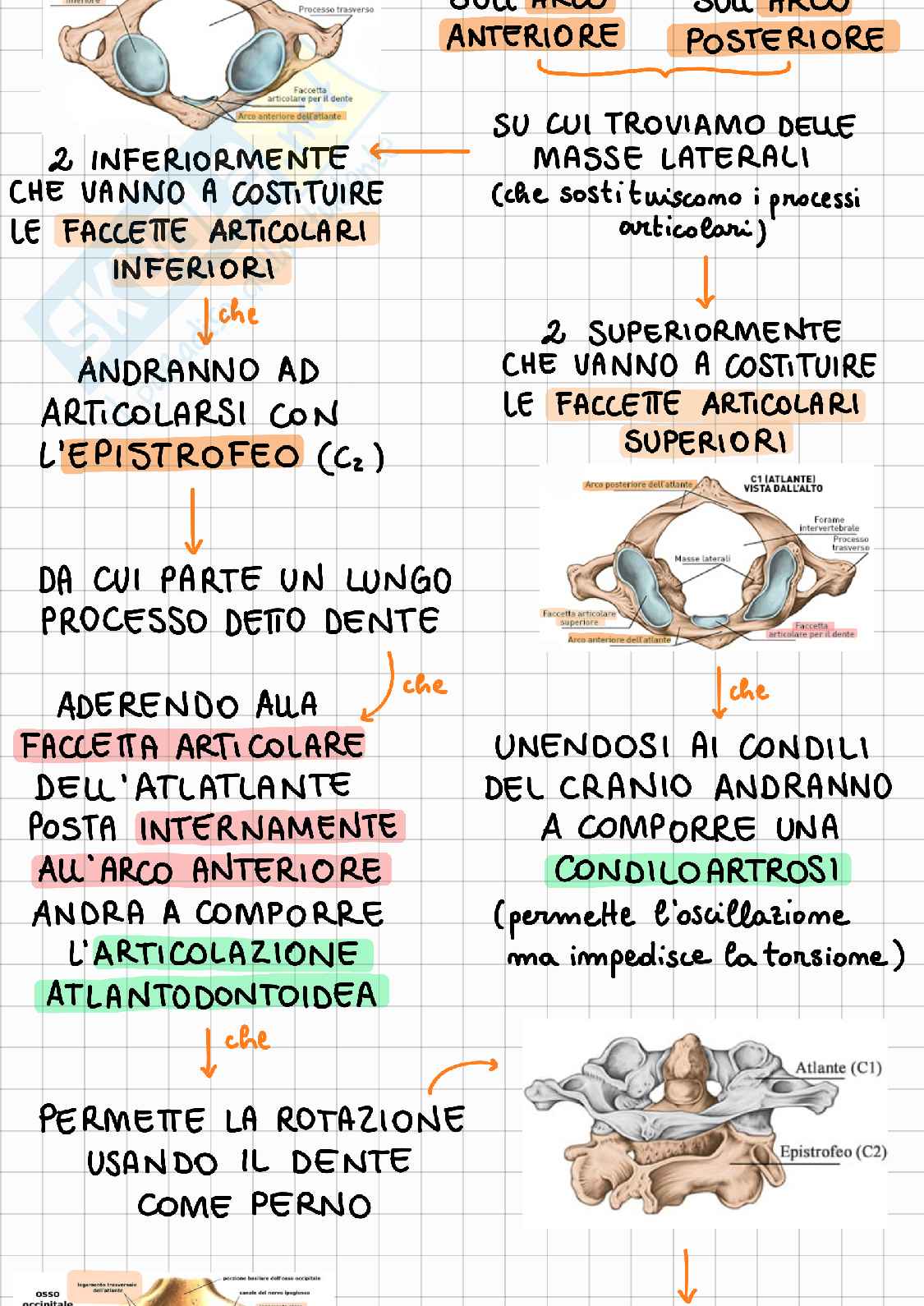 Tipologie di vertebre della colonna vertebrale Pag. 2