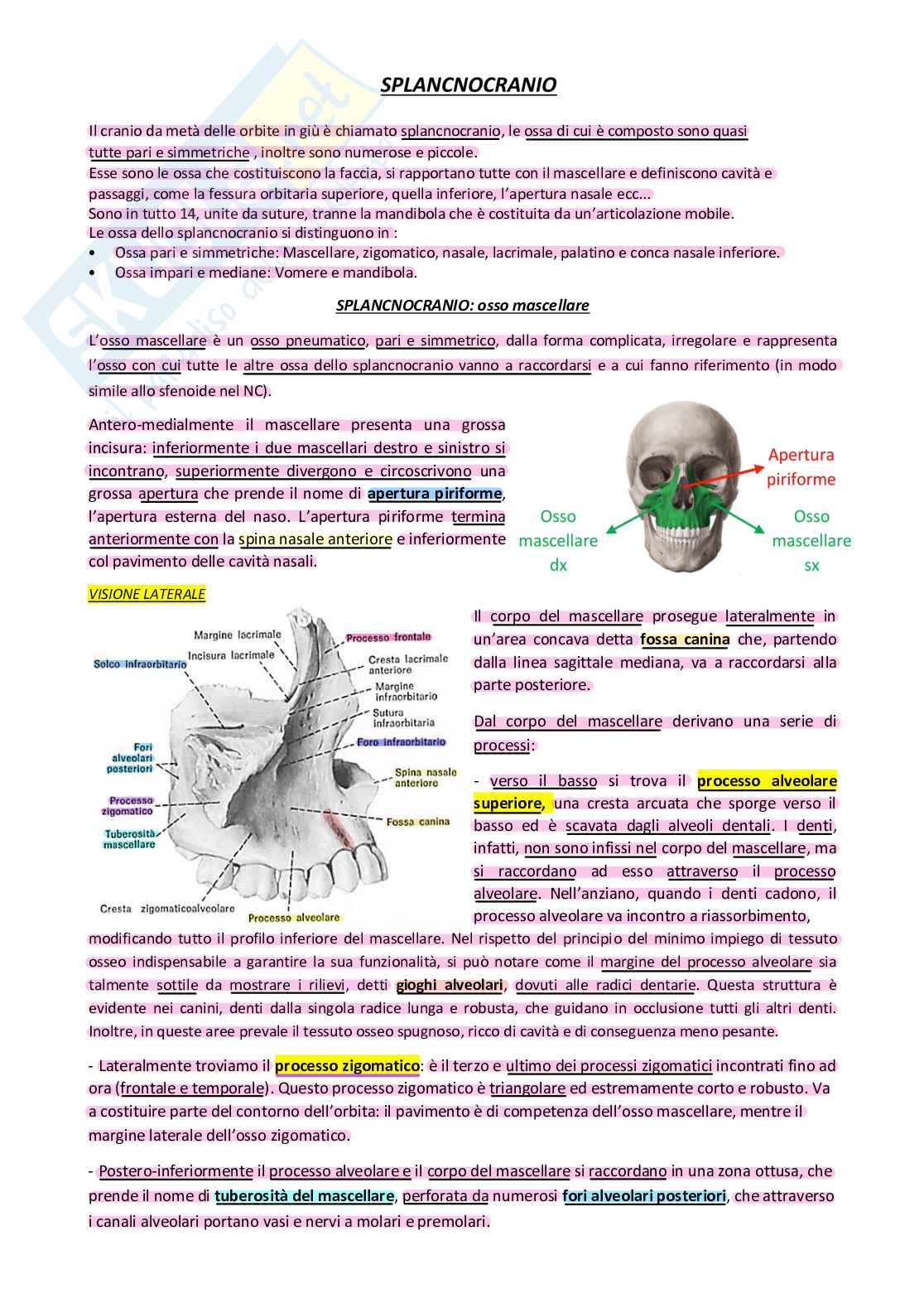 Anatomia Pag. 1