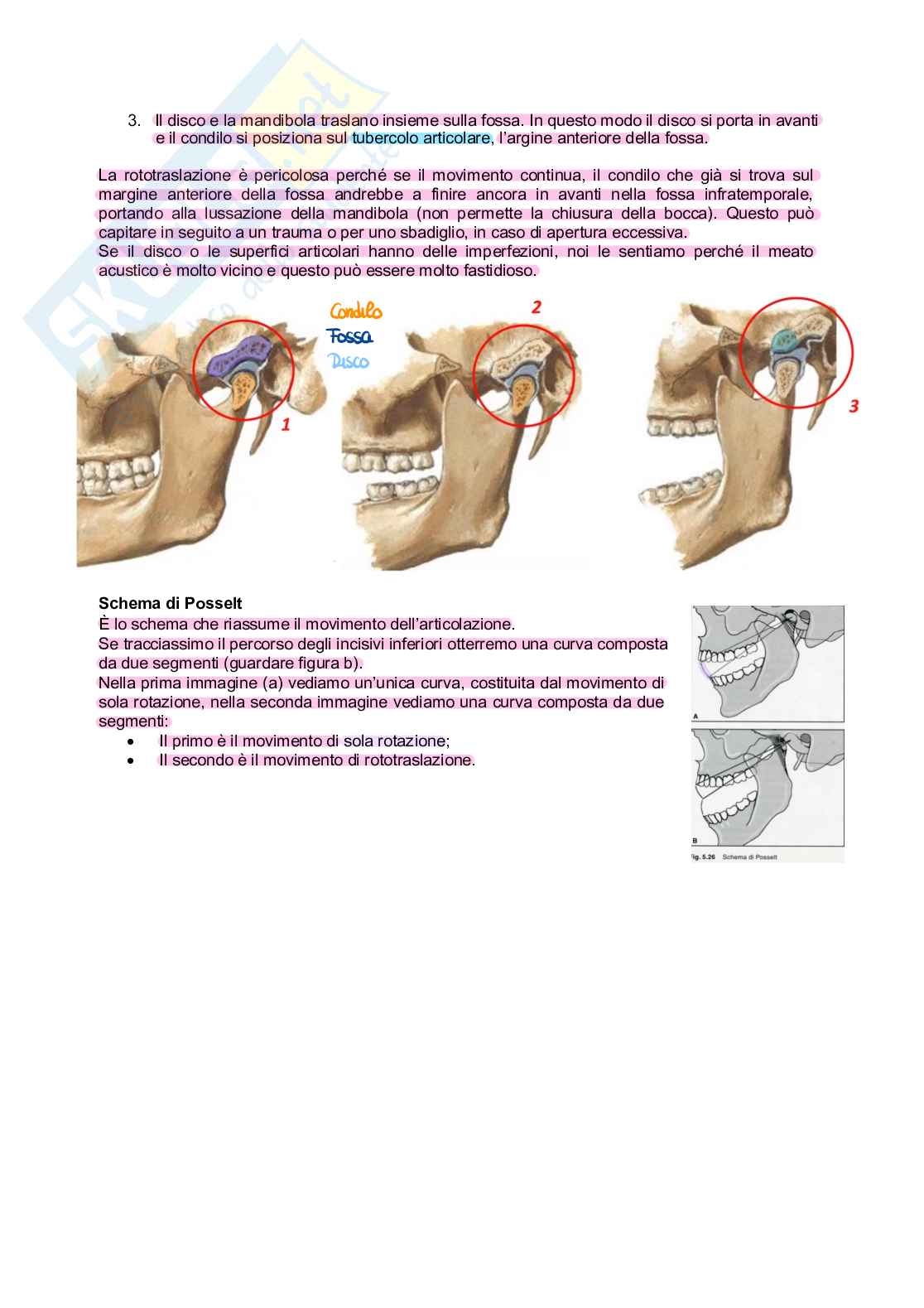 Anatomia Pag. 11