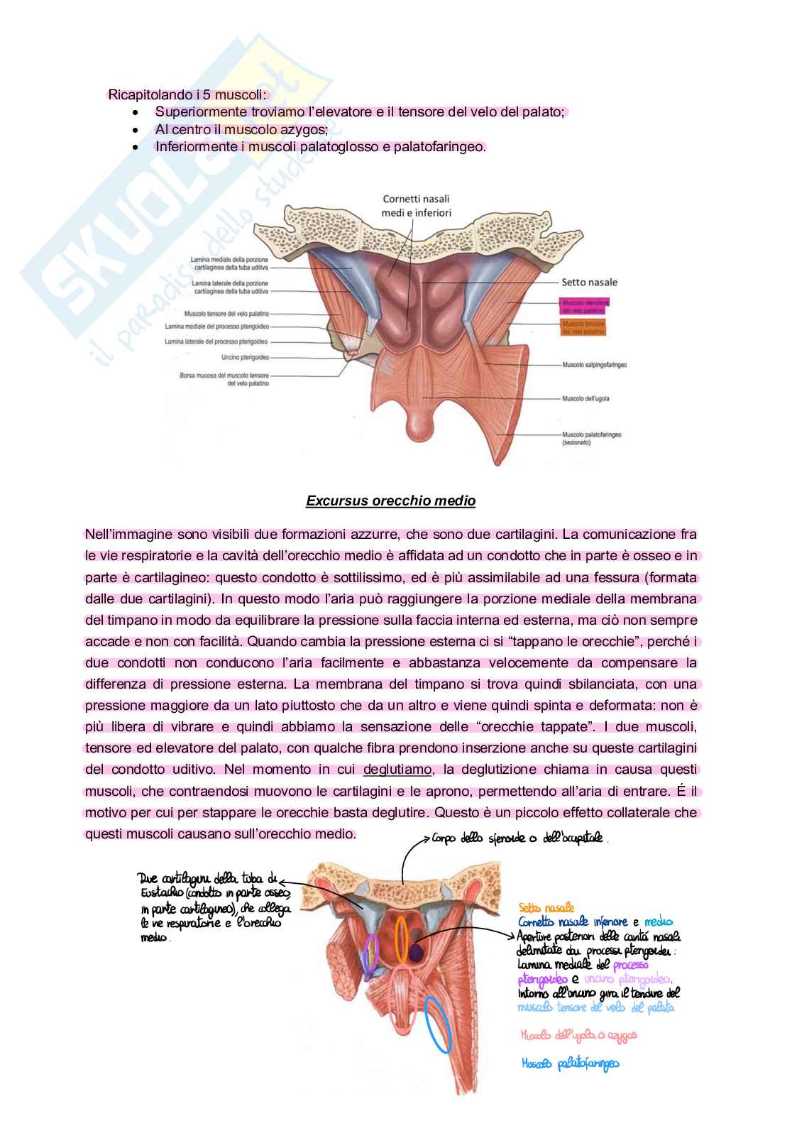 Anatomia Pag. 16