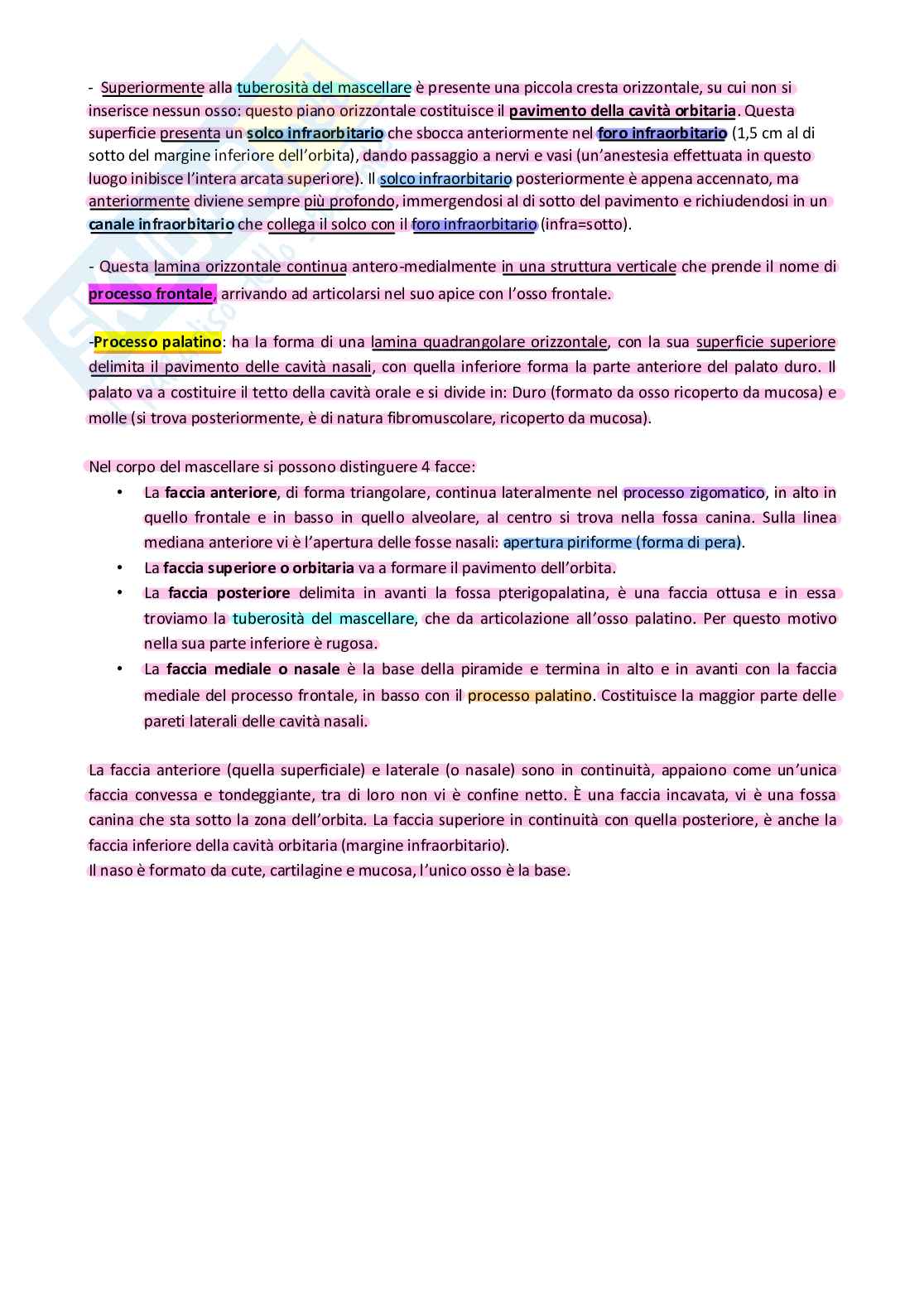 Anatomia Pag. 2
