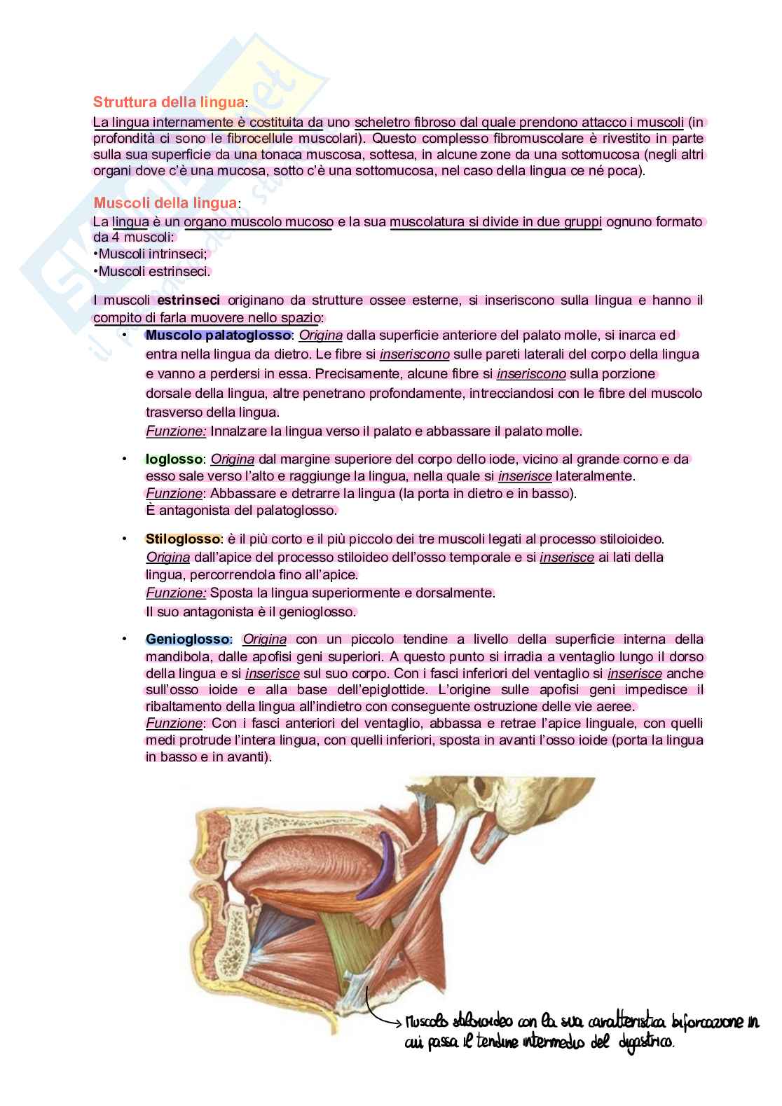 Anatomia Pag. 21