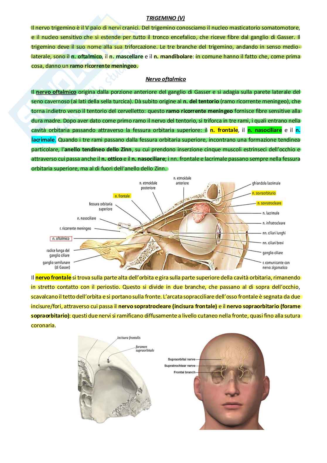 Anatomia Pag. 26
