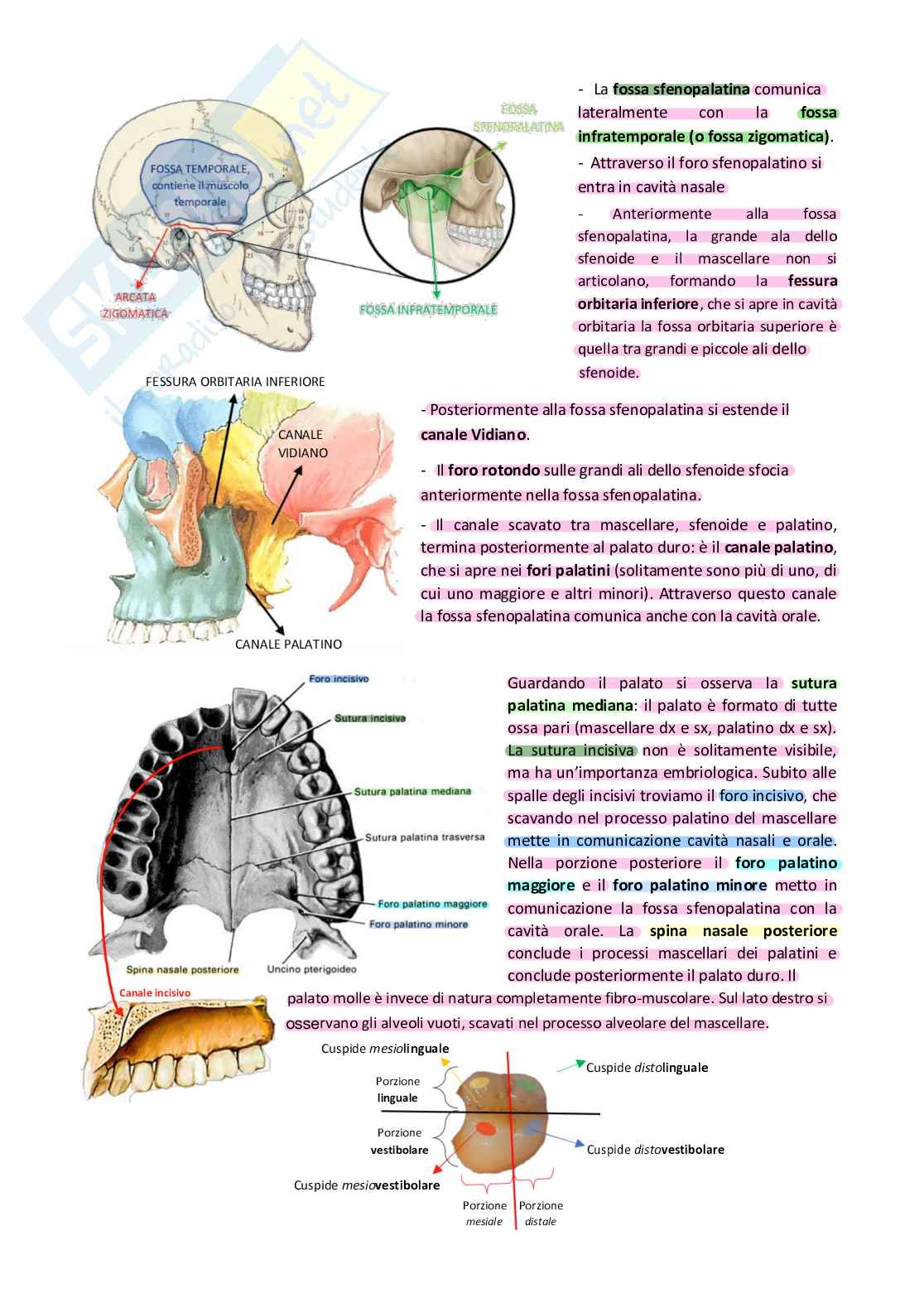 Anatomia Pag. 6