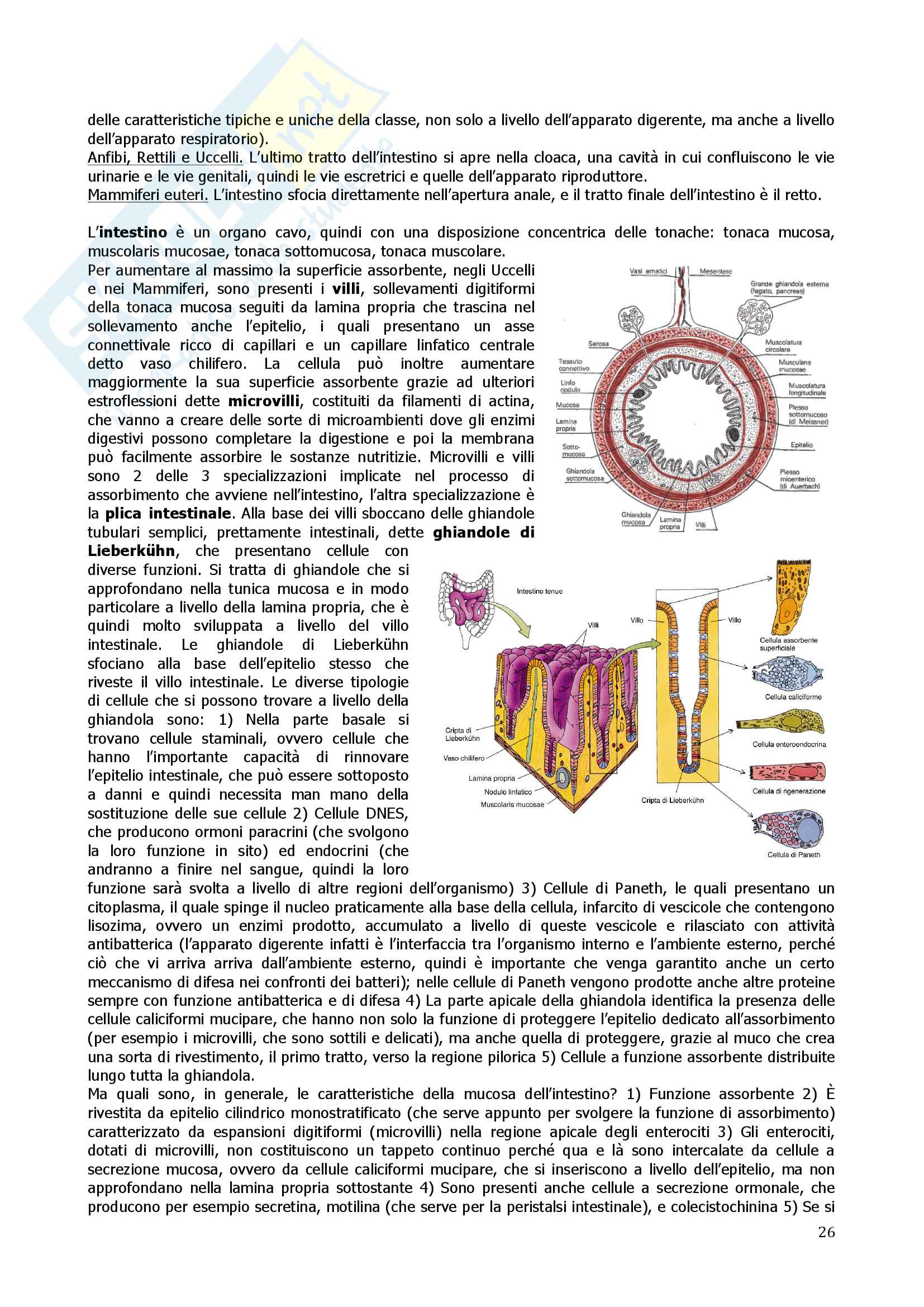 Anatomia Comparata Pag. 26