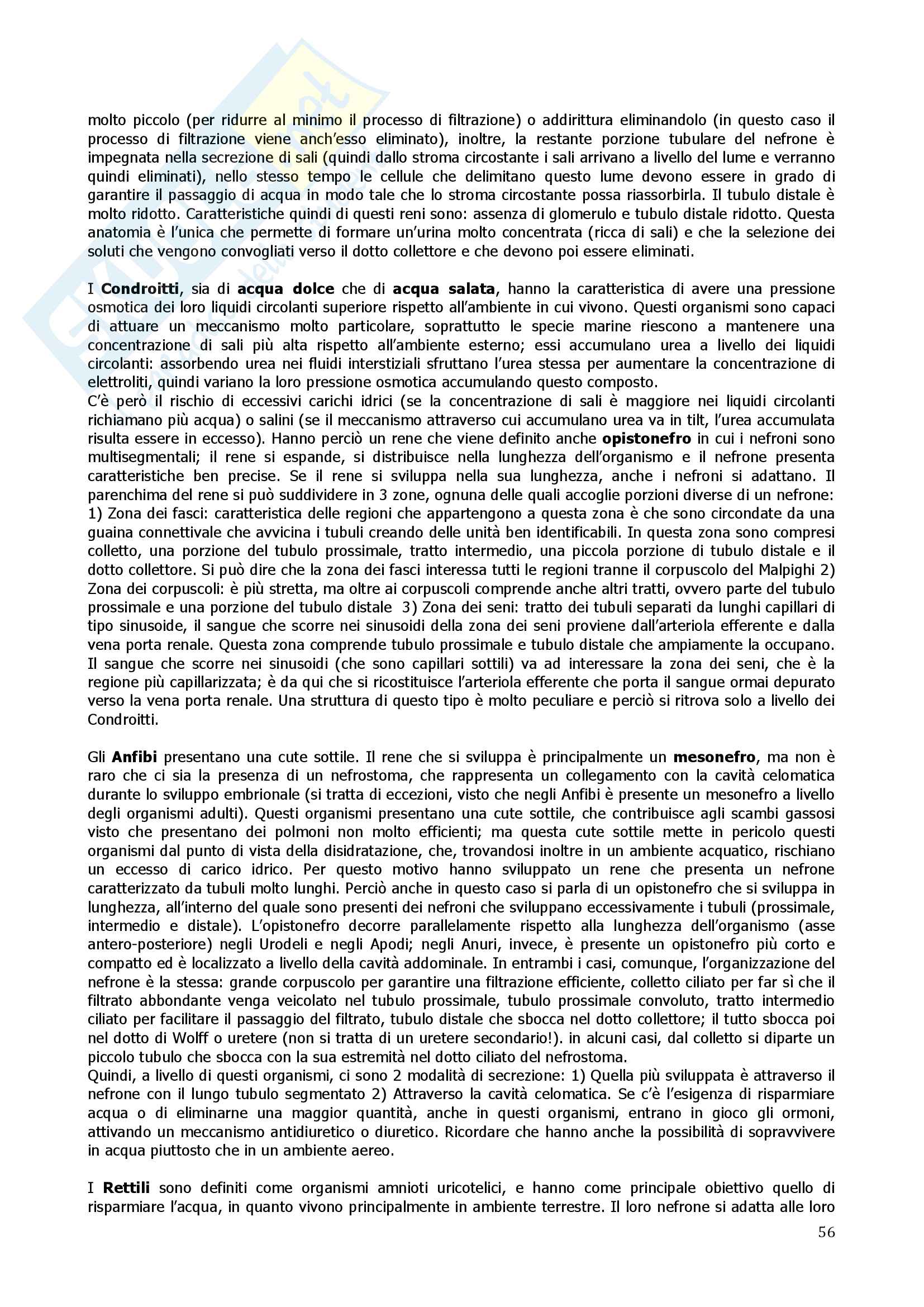 Anatomia Comparata Pag. 56