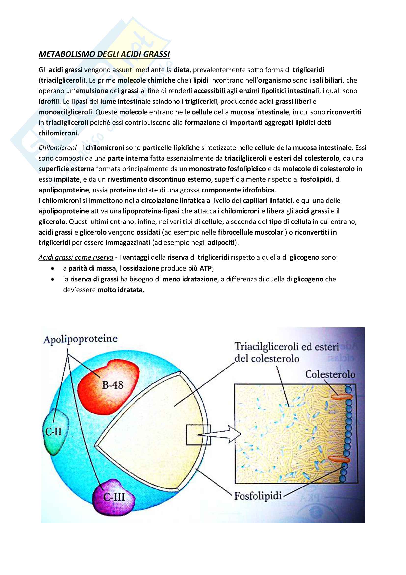 Beta Ossidazione Degli Acidi Grassi