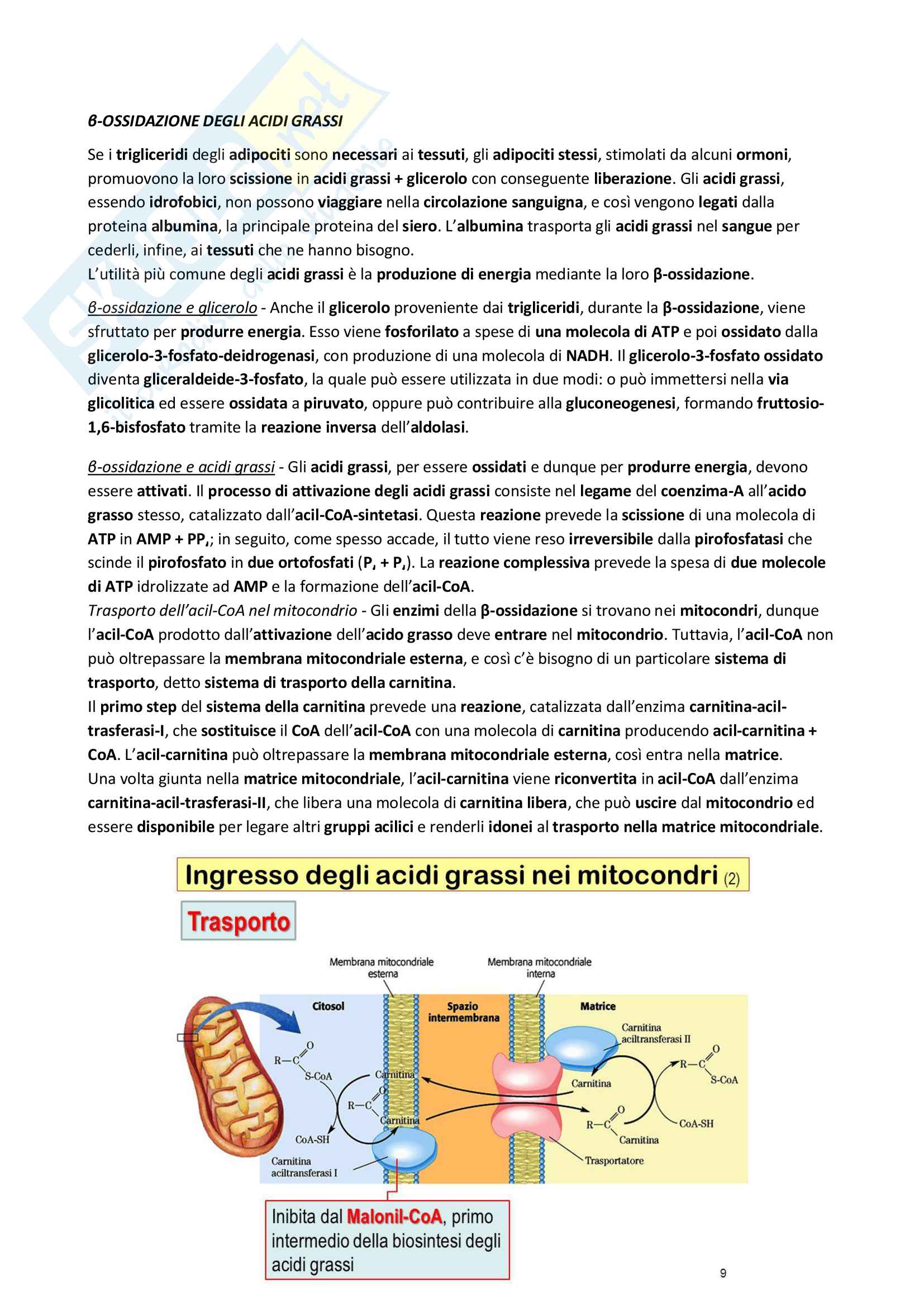Beta Ossidazione Degli Acidi Grassi