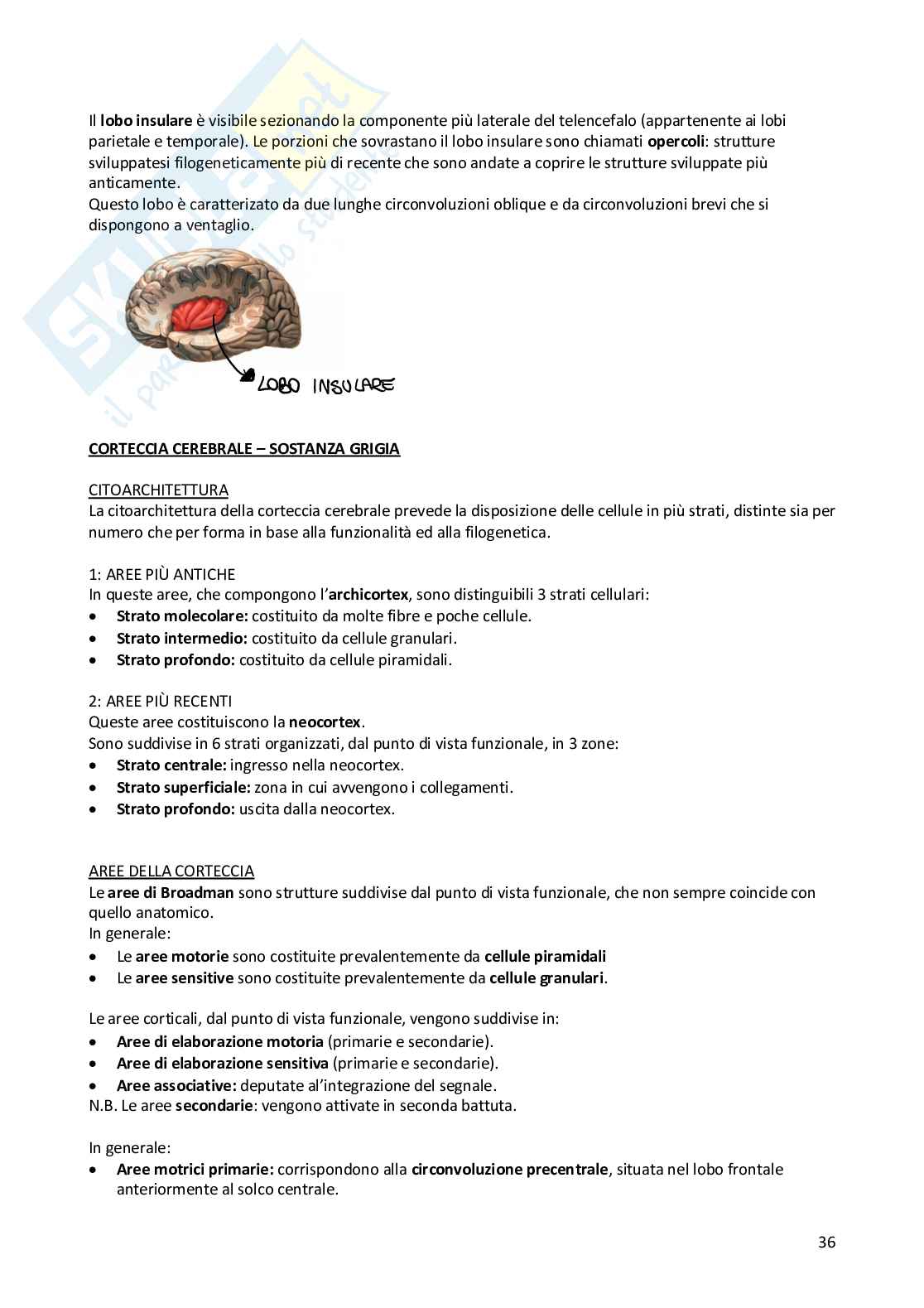 Neuroanatomia Pag. 36
