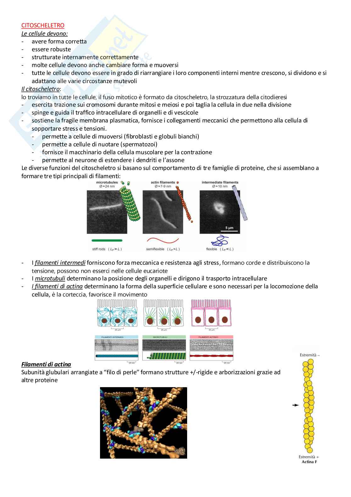 Istologia – Appunti completi e schematici dei tessuti e organi Pag. 1