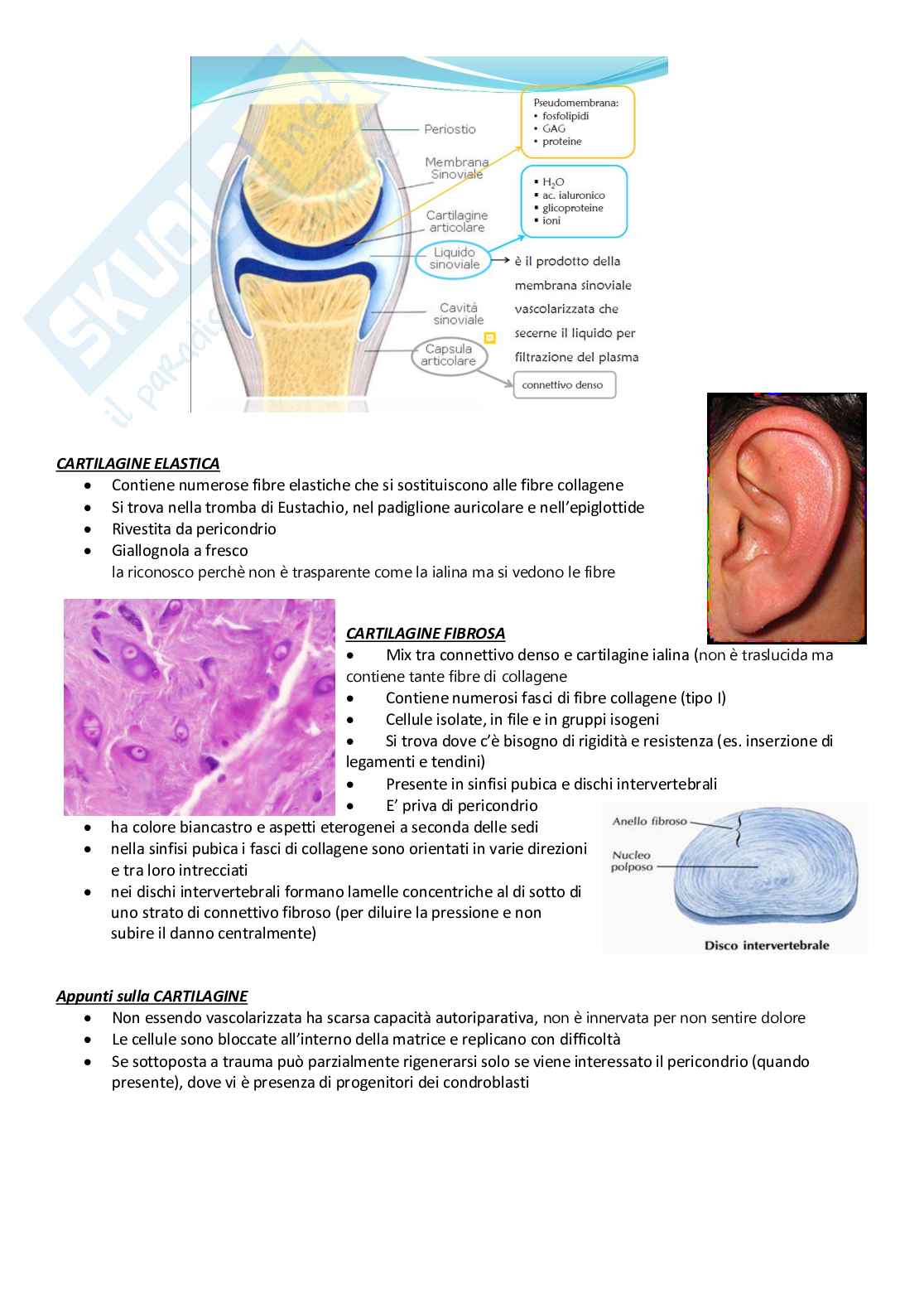Istologia – Appunti completi e schematici dei tessuti e organi Pag. 16