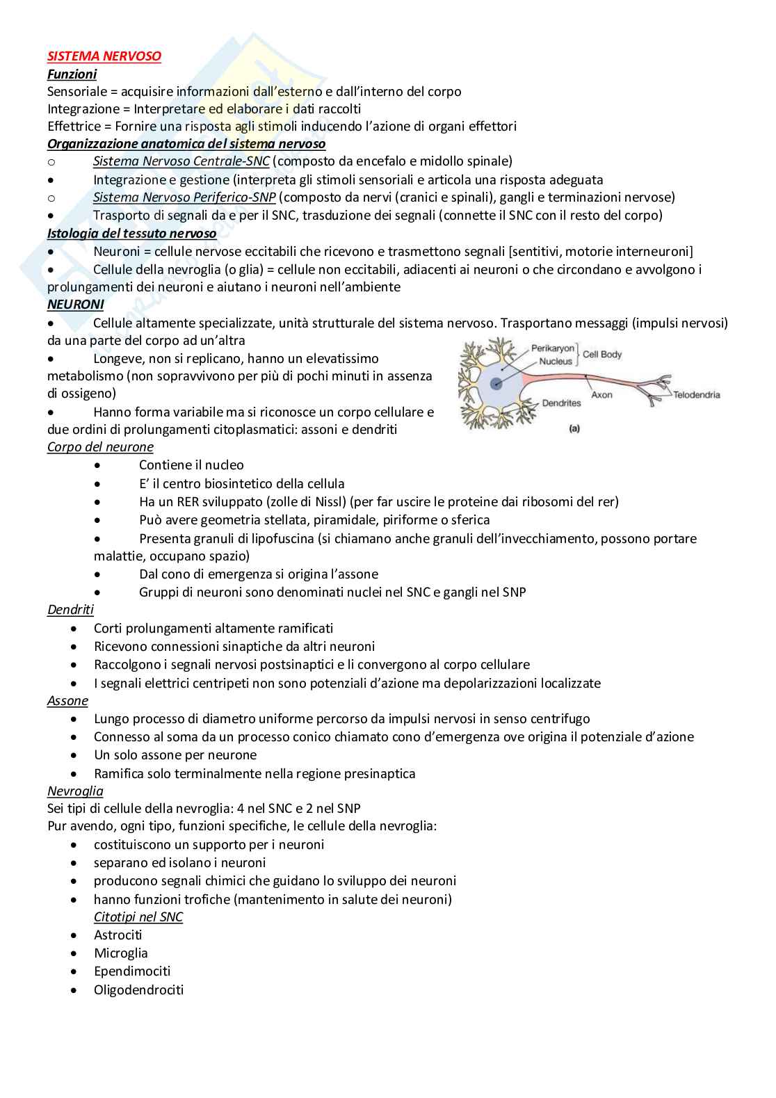 Istologia – Appunti completi e schematici dei tessuti e organi Pag. 26