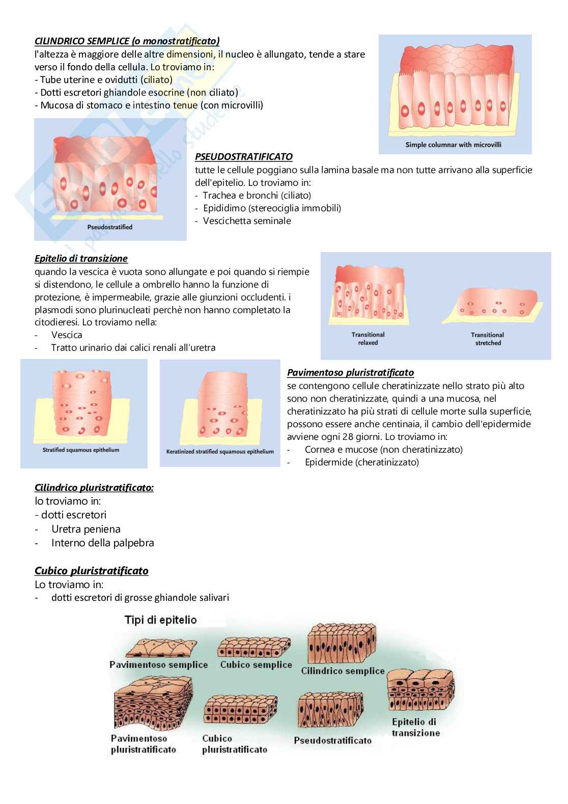 Istologia – Appunti completi e schematici dei tessuti e organi Pag. 6