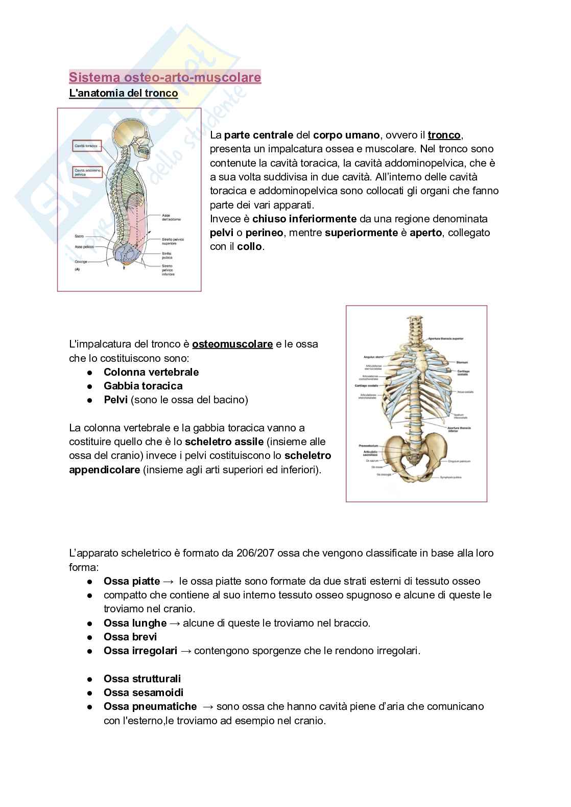 Riassunto esame Anatomia 1, Prof. Neri Luca Maria, libro consigliato Anatomia del Gray, Neri  Pag. 1
