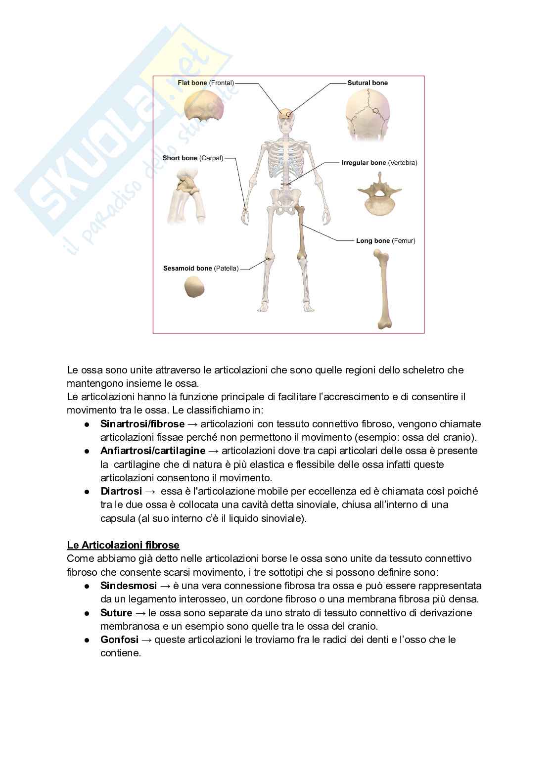 Riassunto esame Anatomia 1, Prof. Neri Luca Maria, libro consigliato Anatomia del Gray, Neri  Pag. 2