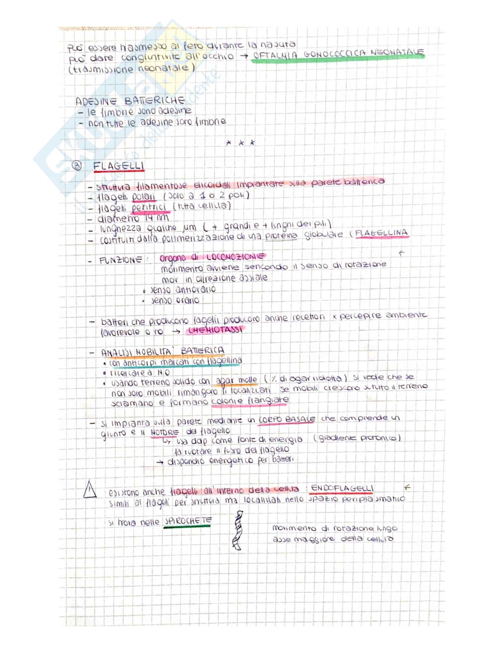 Microbiologia 1/batteriologia parte 1 Pag. 21