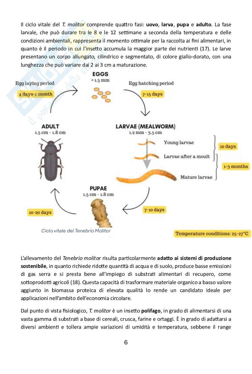 Sviluppo di un integratore proteico eco-innovativo a base di Tenebrio molitor Pag. 6