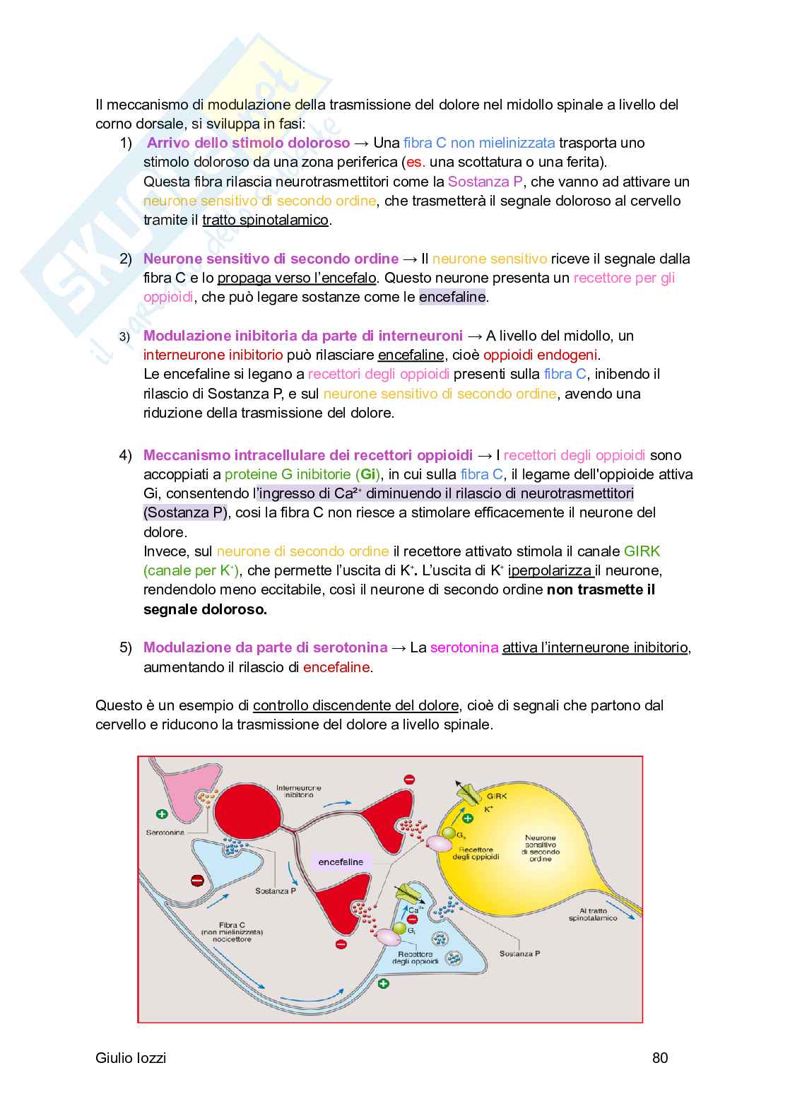 Fisiologia generale Pag. 81