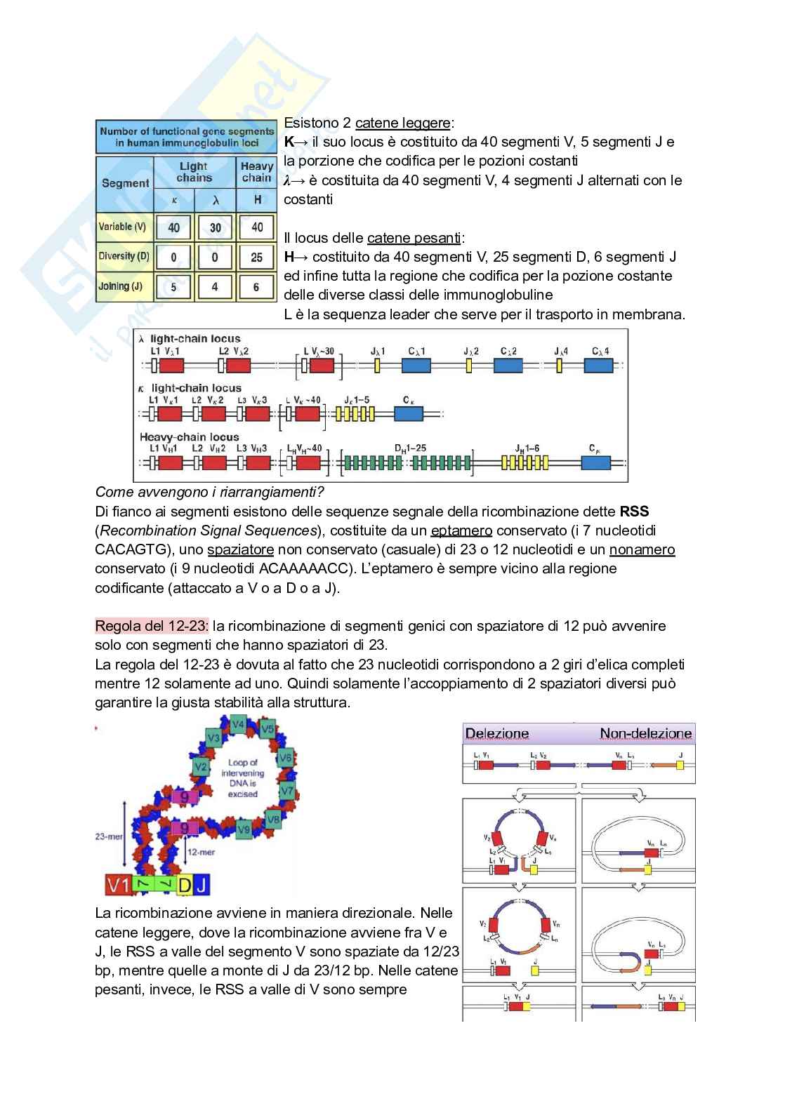 Appunti presi a lezione di Immunologia Pag. 11