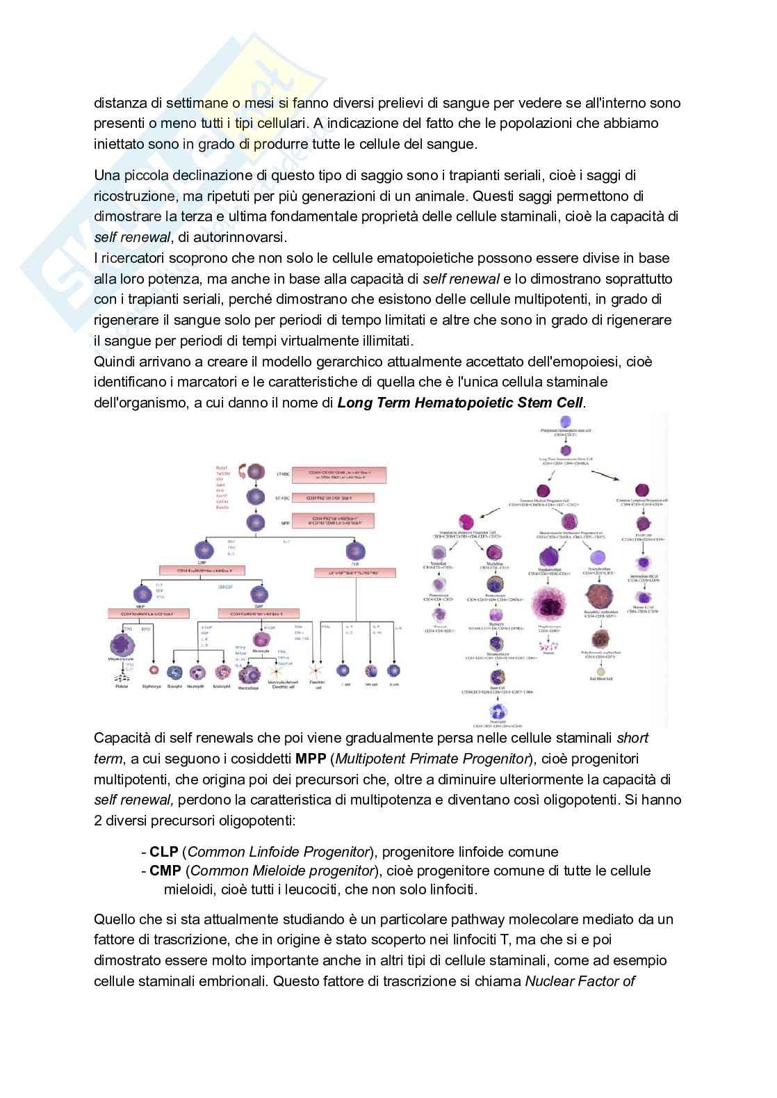 Appunti presi a lezione di Immunologia Pag. 6
