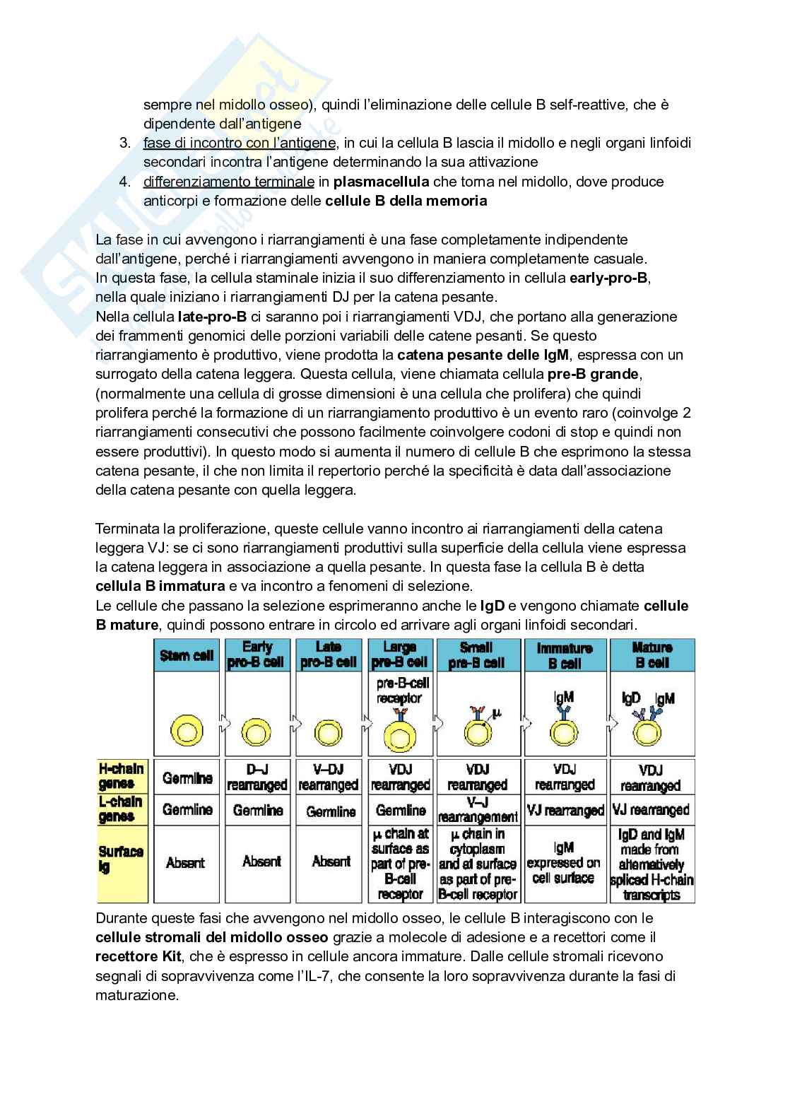Appunti presi a lezione di Immunologia Pag. 61