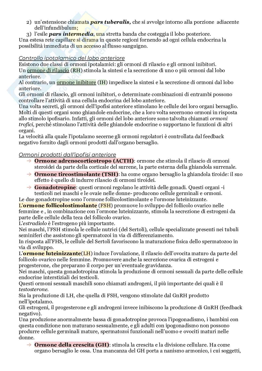 L'apparato endocrino Pag. 2