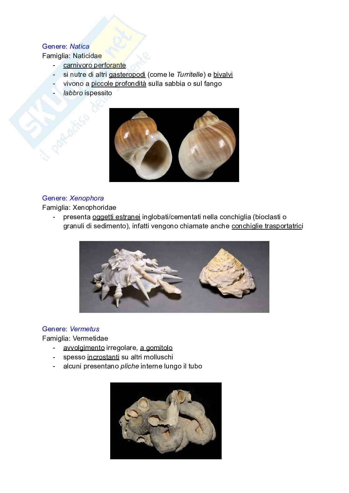 Gasteropodi (parte II) Pag. 1