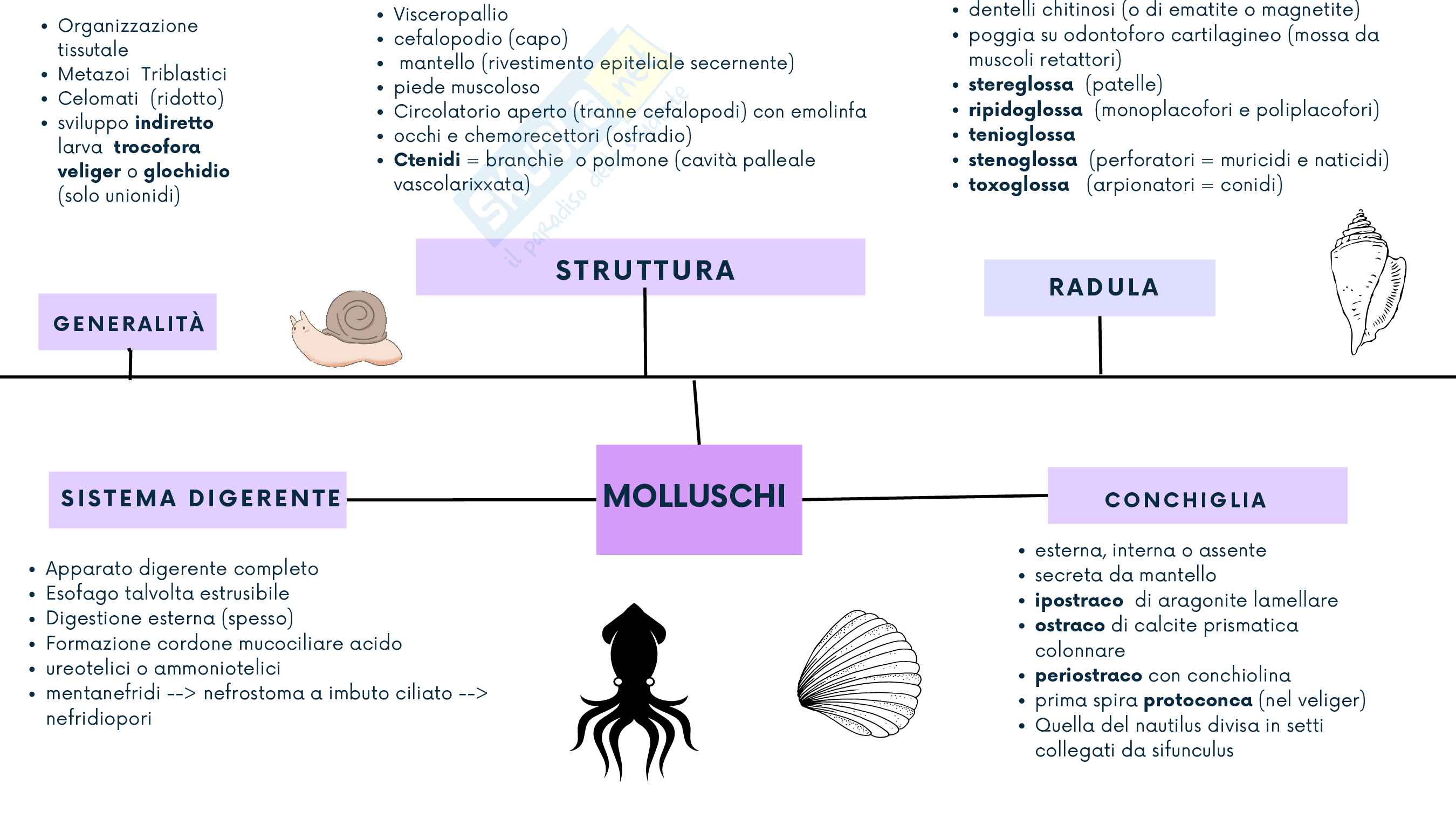 Mappe di Zoologia: molluschi e lofoforati Pag. 1