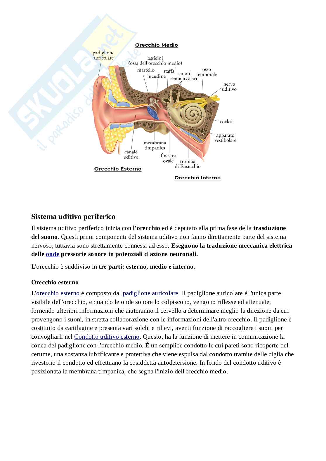 Fisiologia del linguaggio  Pag. 2