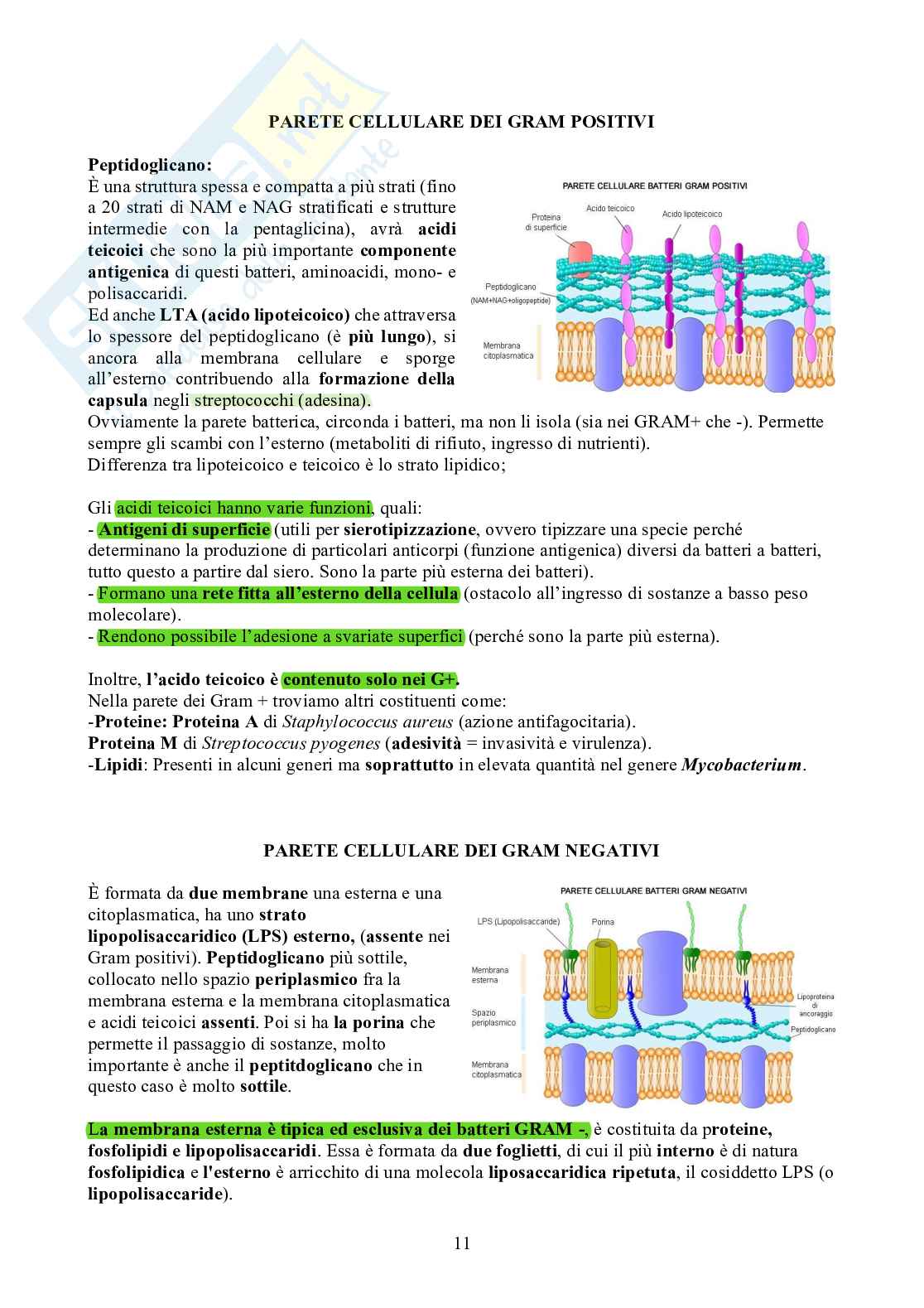 Microbiologia - Appunti Pag. 11
