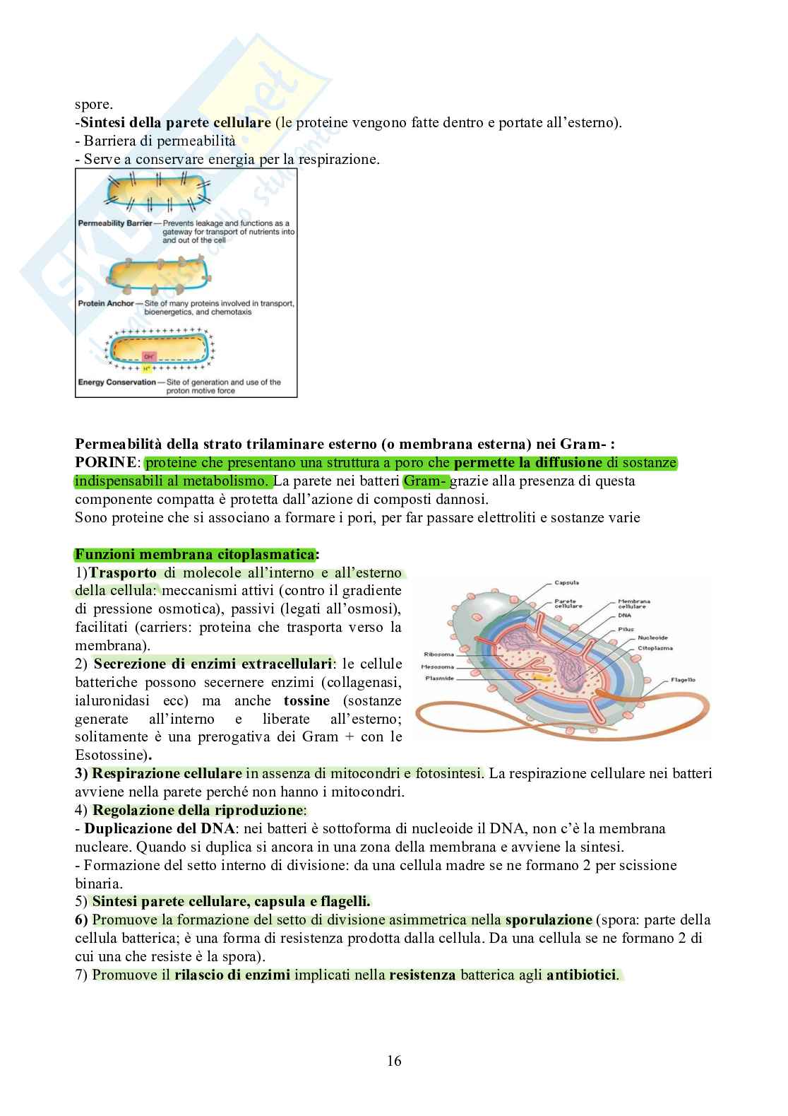 Microbiologia - Appunti Pag. 16