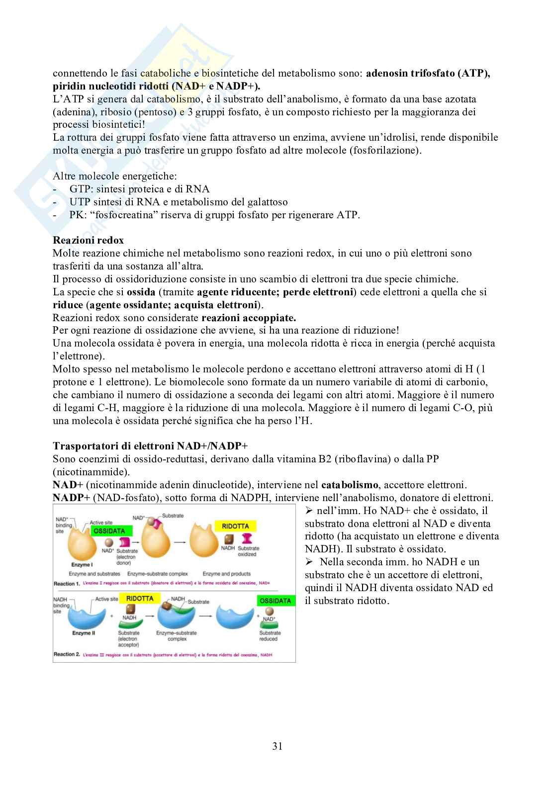 Microbiologia - Appunti Pag. 31