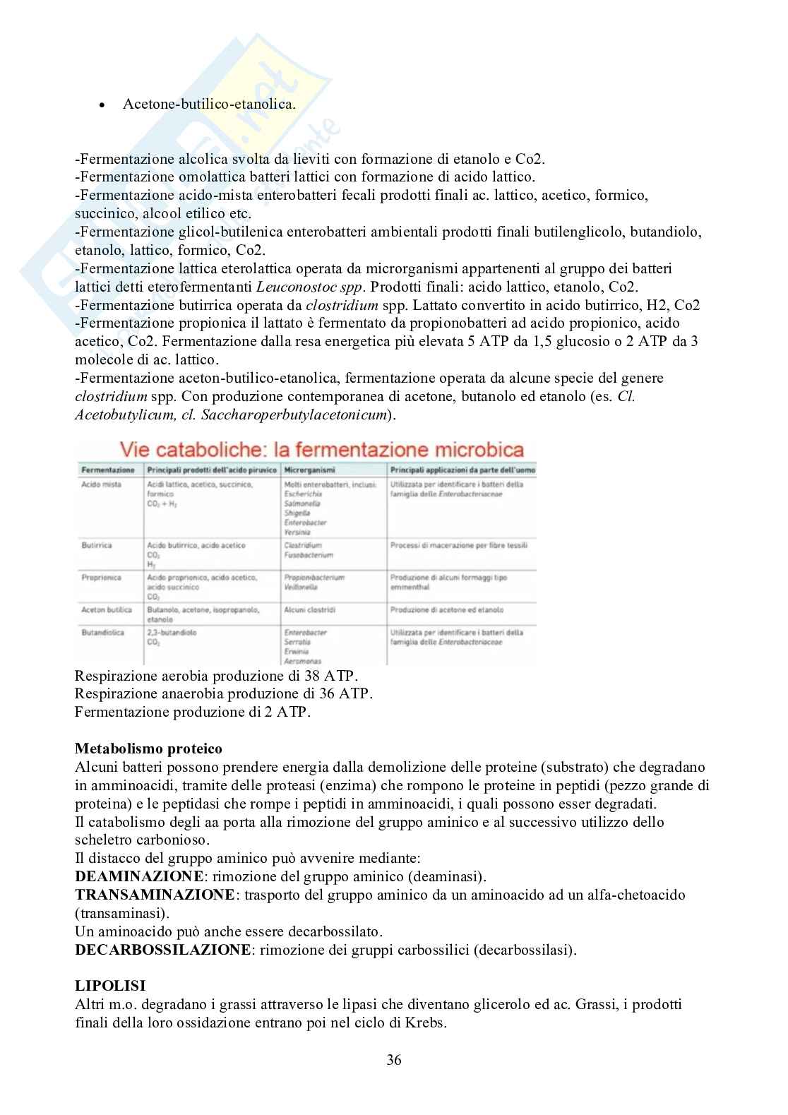 Microbiologia - Appunti Pag. 36
