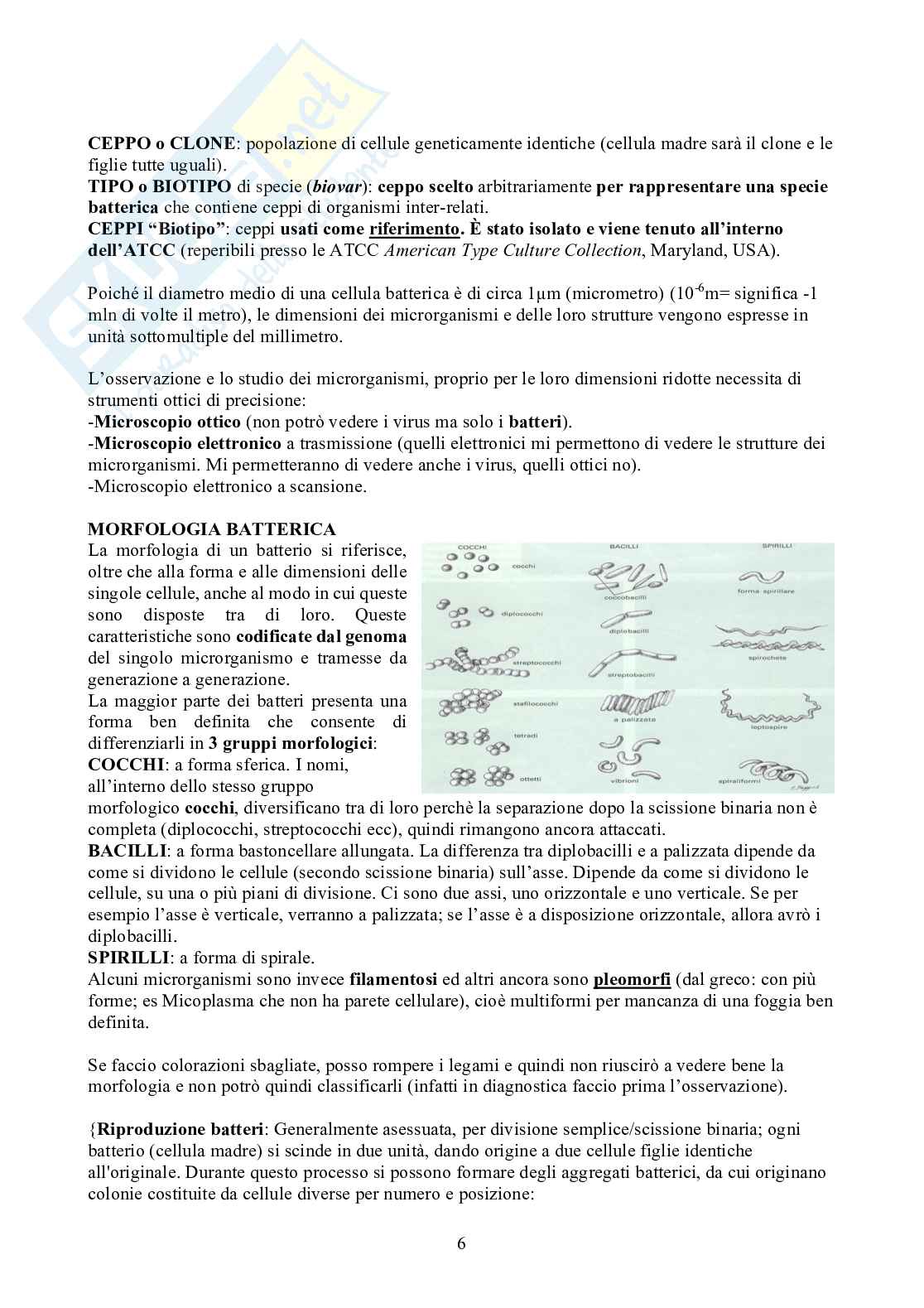 Microbiologia - Appunti Pag. 6