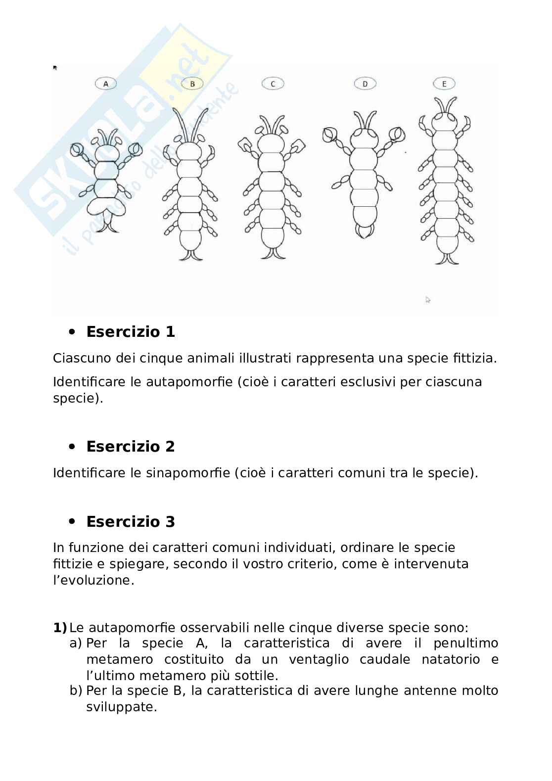 Relazione di Zoologia Pag. 11