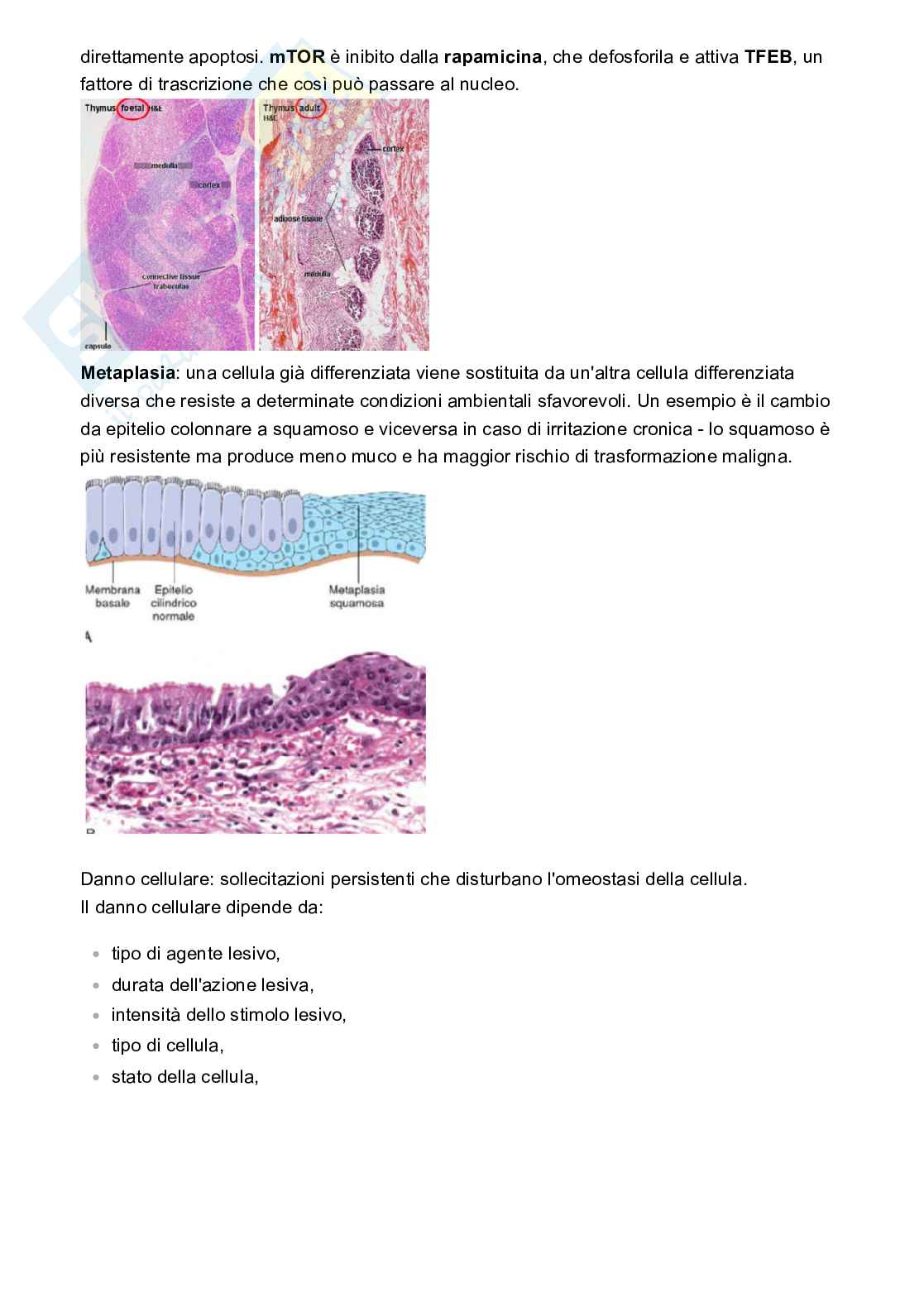 Appunti Patologia e fisiopatologia Pag. 2