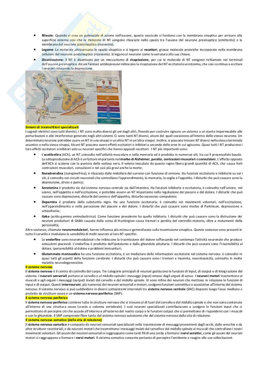 Riassunto esame Psicologia generale , Prof. Pirrone Concetta, libro consigliato Psicologia generale: capire la mente osservando il comportamento , Hilton, Bremner, Vliek, Sutherland, Passer, Smith Pag. 11