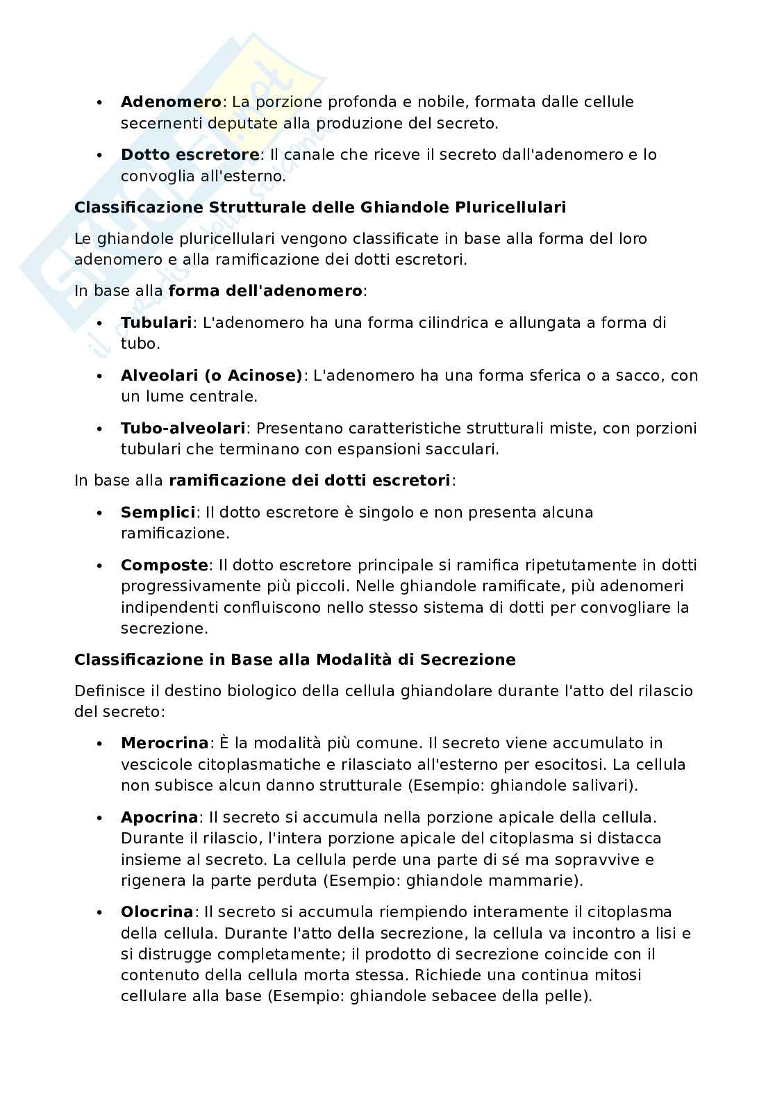 Anatomia umana - Apparato locomotore Pag. 36