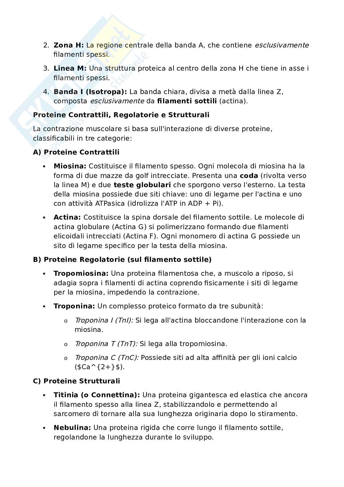 Anatomia umana - Apparato locomotore Pag. 41