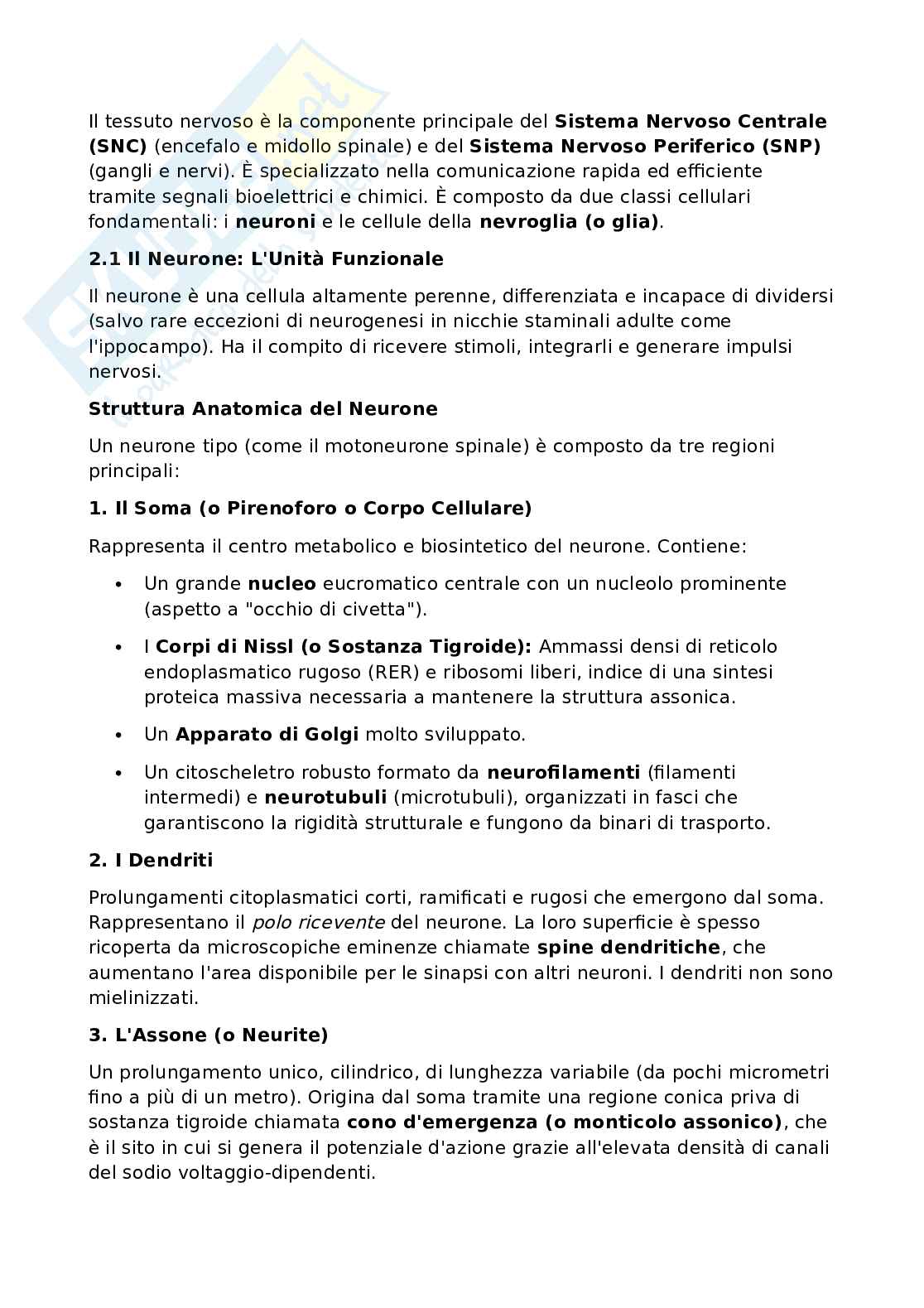 Anatomia umana - Apparato locomotore Pag. 46