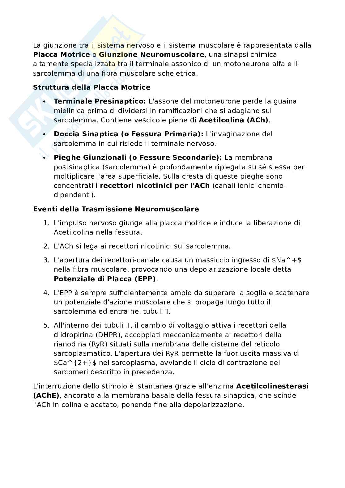 Anatomia umana - Apparato locomotore Pag. 51