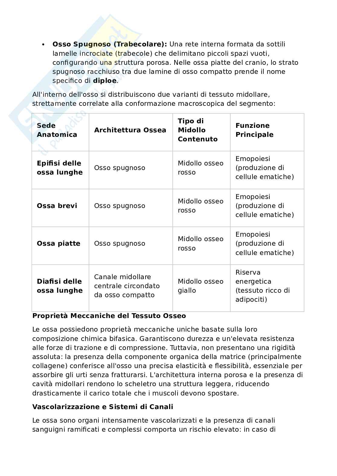 Anatomia umana - Apparato locomotore Pag. 56