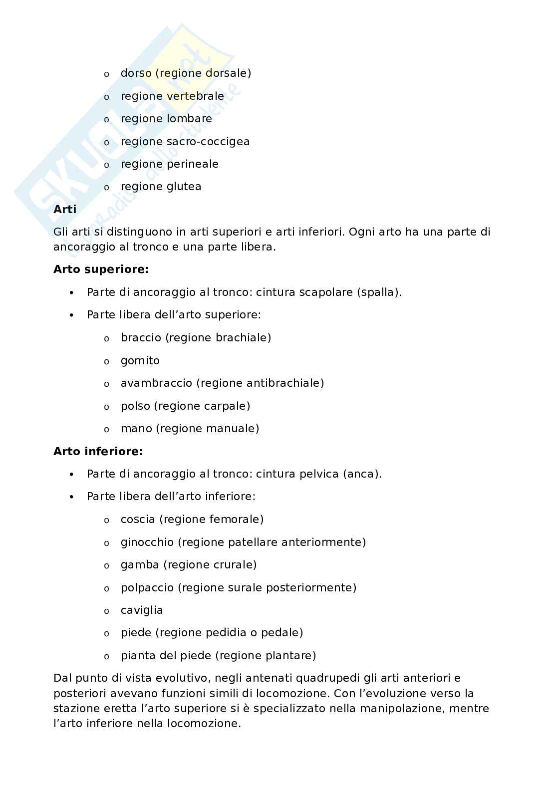 Anatomia umana - Apparato locomotore Pag. 6