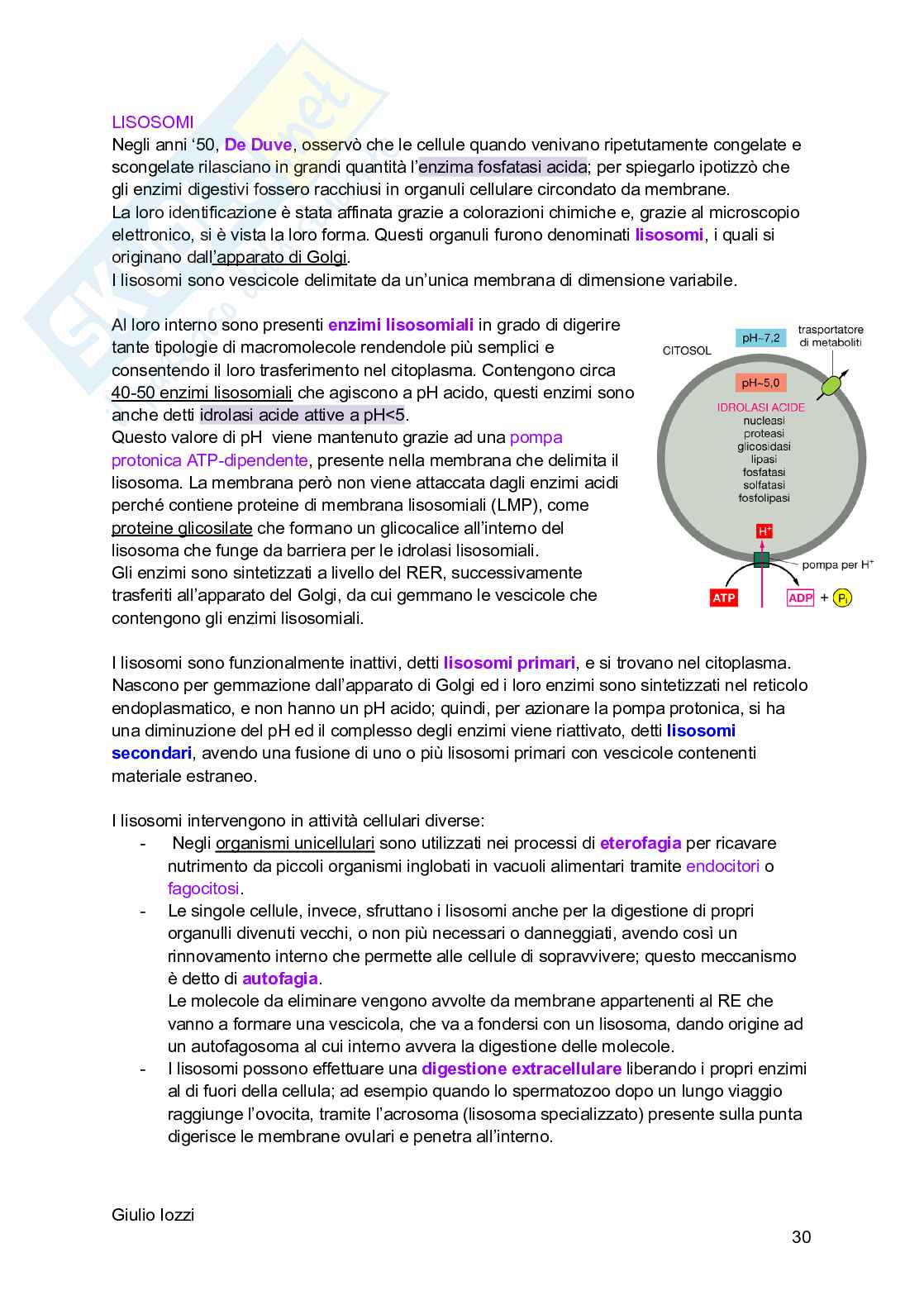 Biologia animale Pag. 31