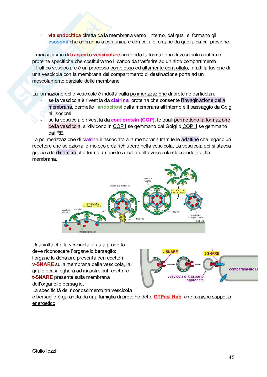 Biologia animale Pag. 46