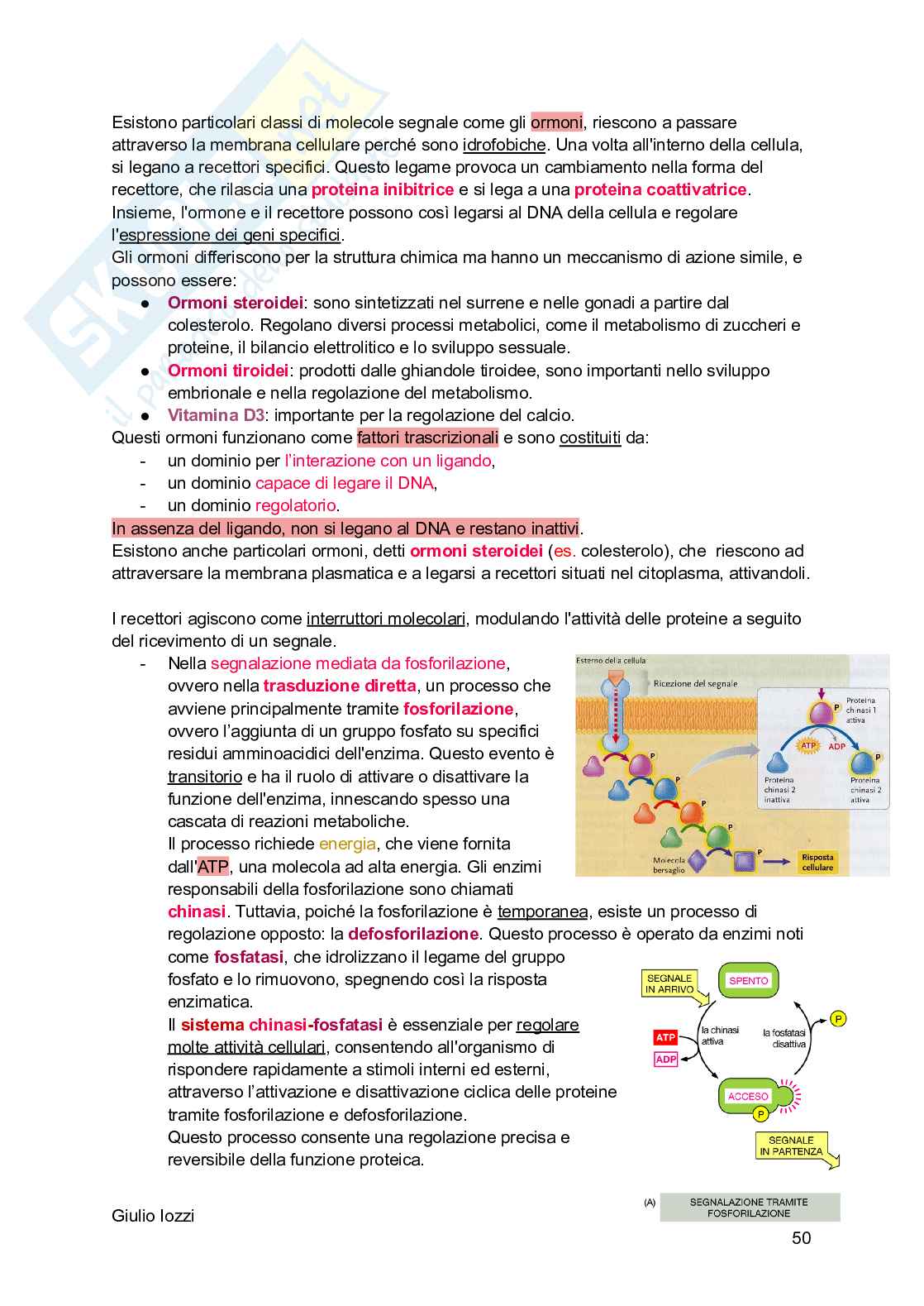 Biologia animale Pag. 51